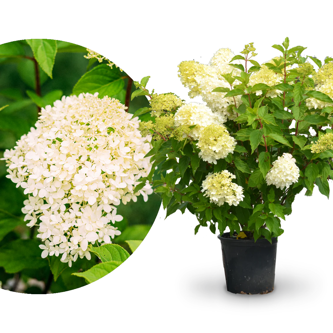 Rispenhortensie 'Limelight'®