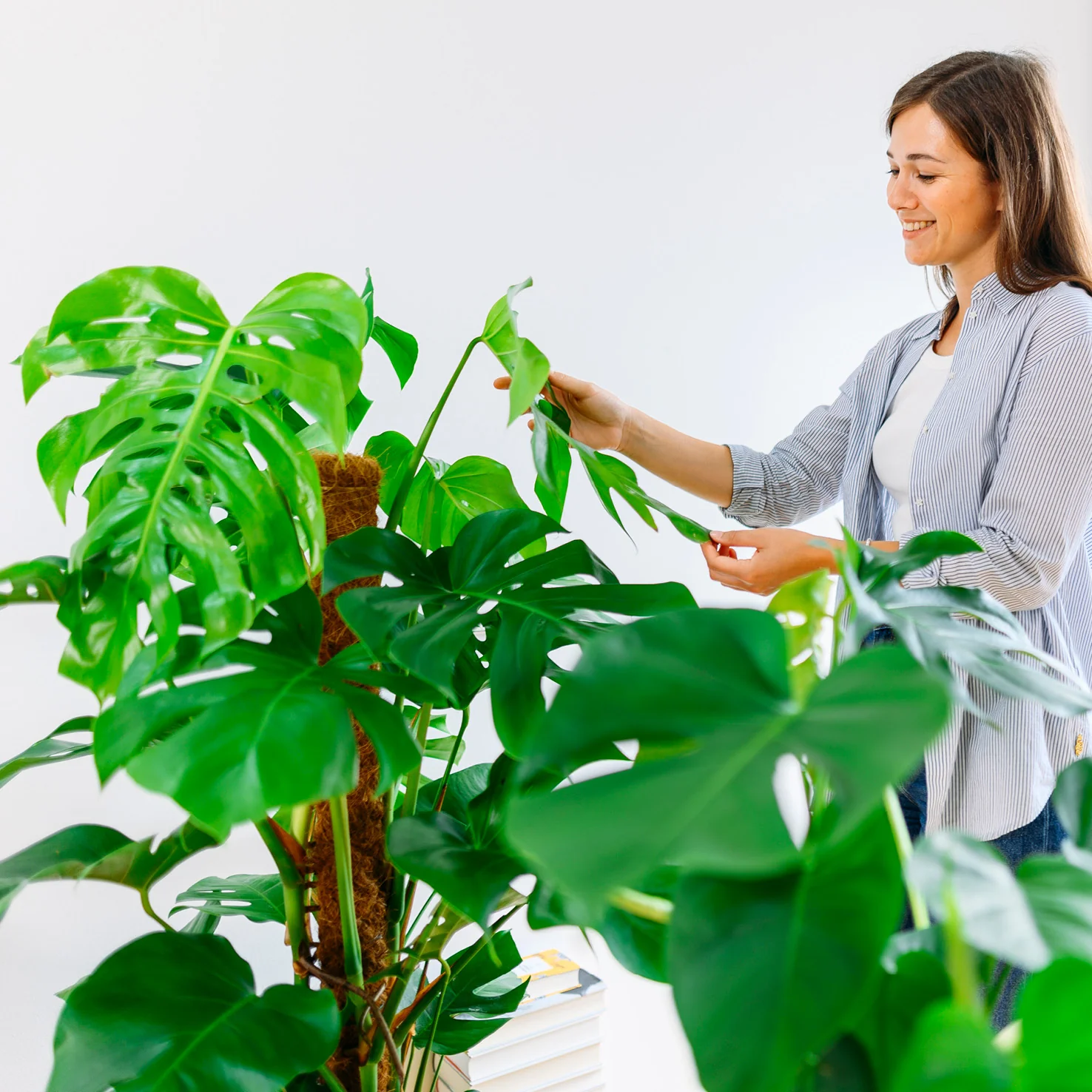 Fensterblatt XXL-Größe