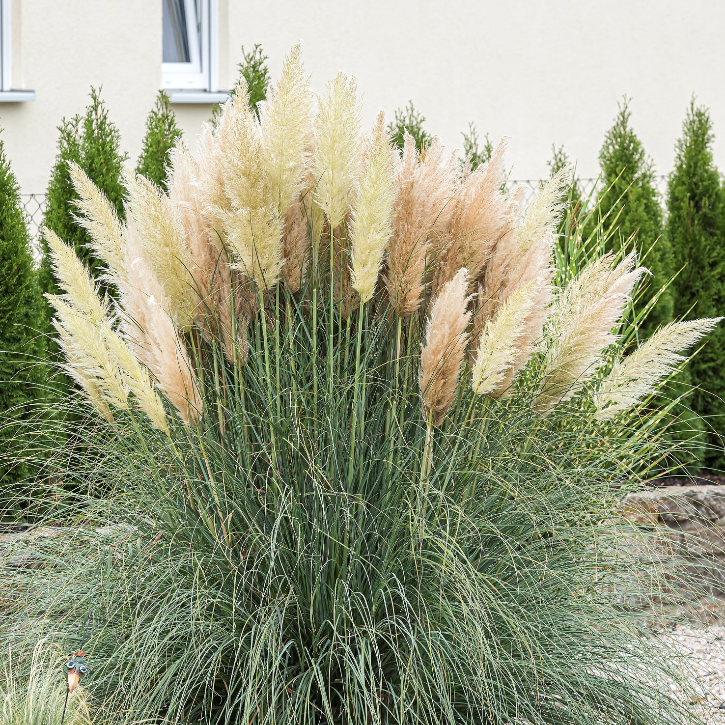 Pampasgras 'Evita'