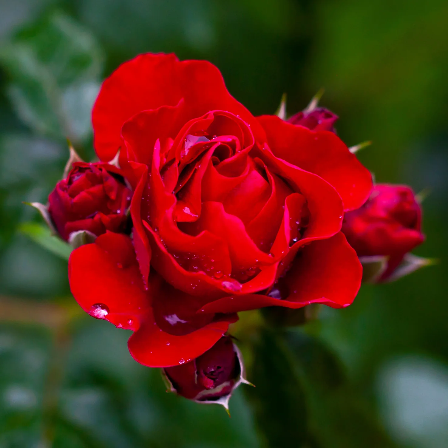 Kletterrose 'Santana'® Feuerrot