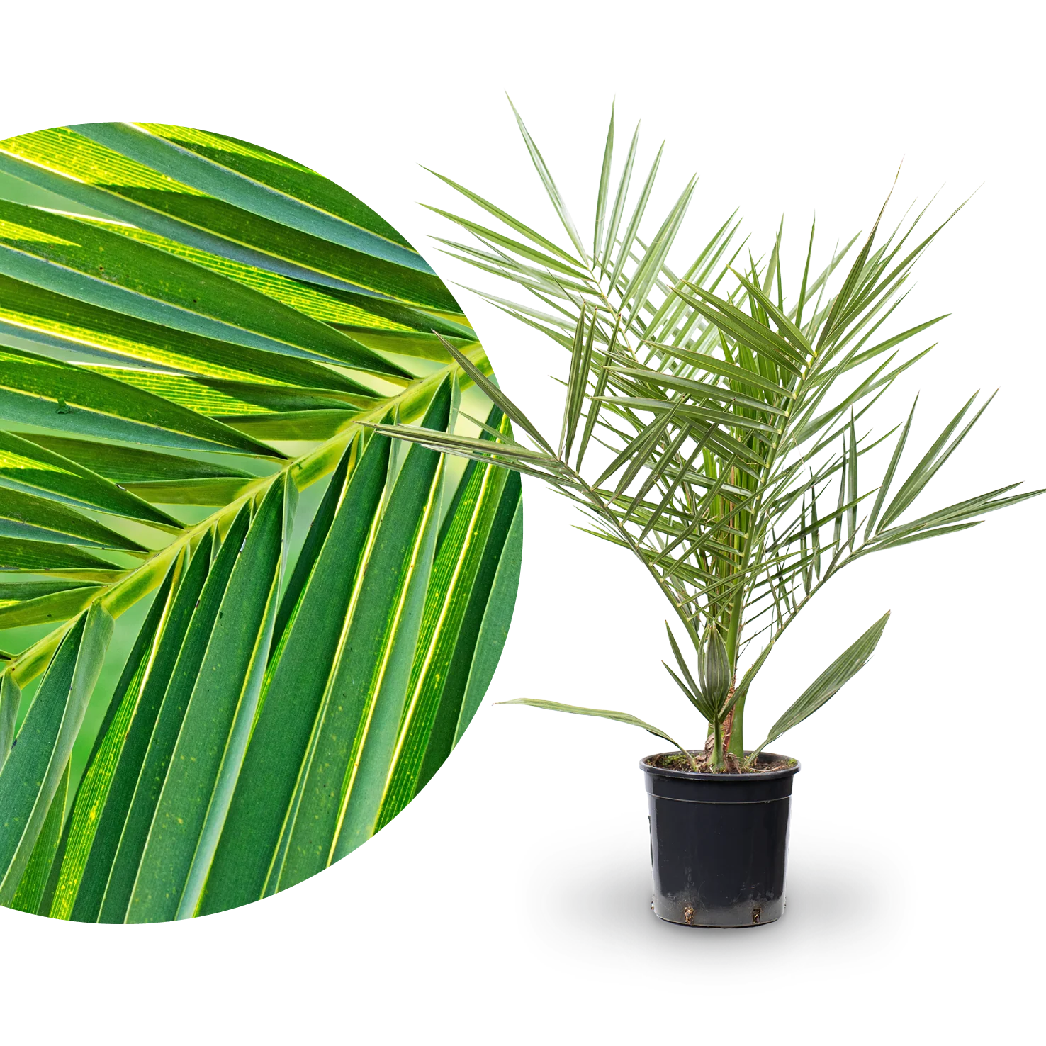 Kanarische Dattelpalme