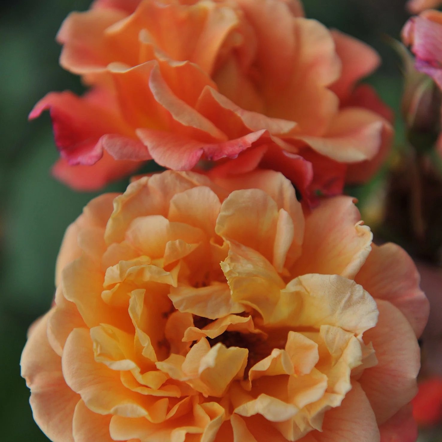 Kletterrose 'Aloha'® Apricot-Rosa