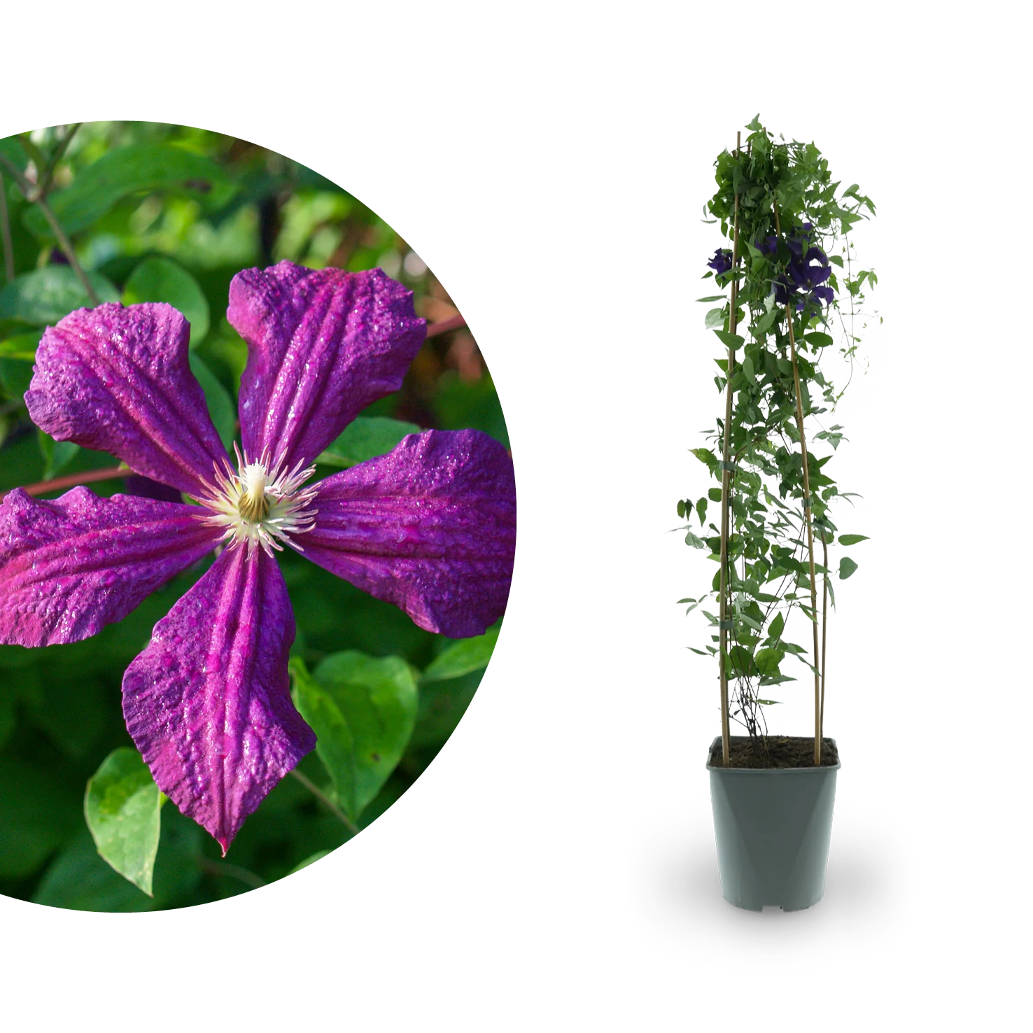 Clematis 'Polish Spirit' Dunkelviolett
