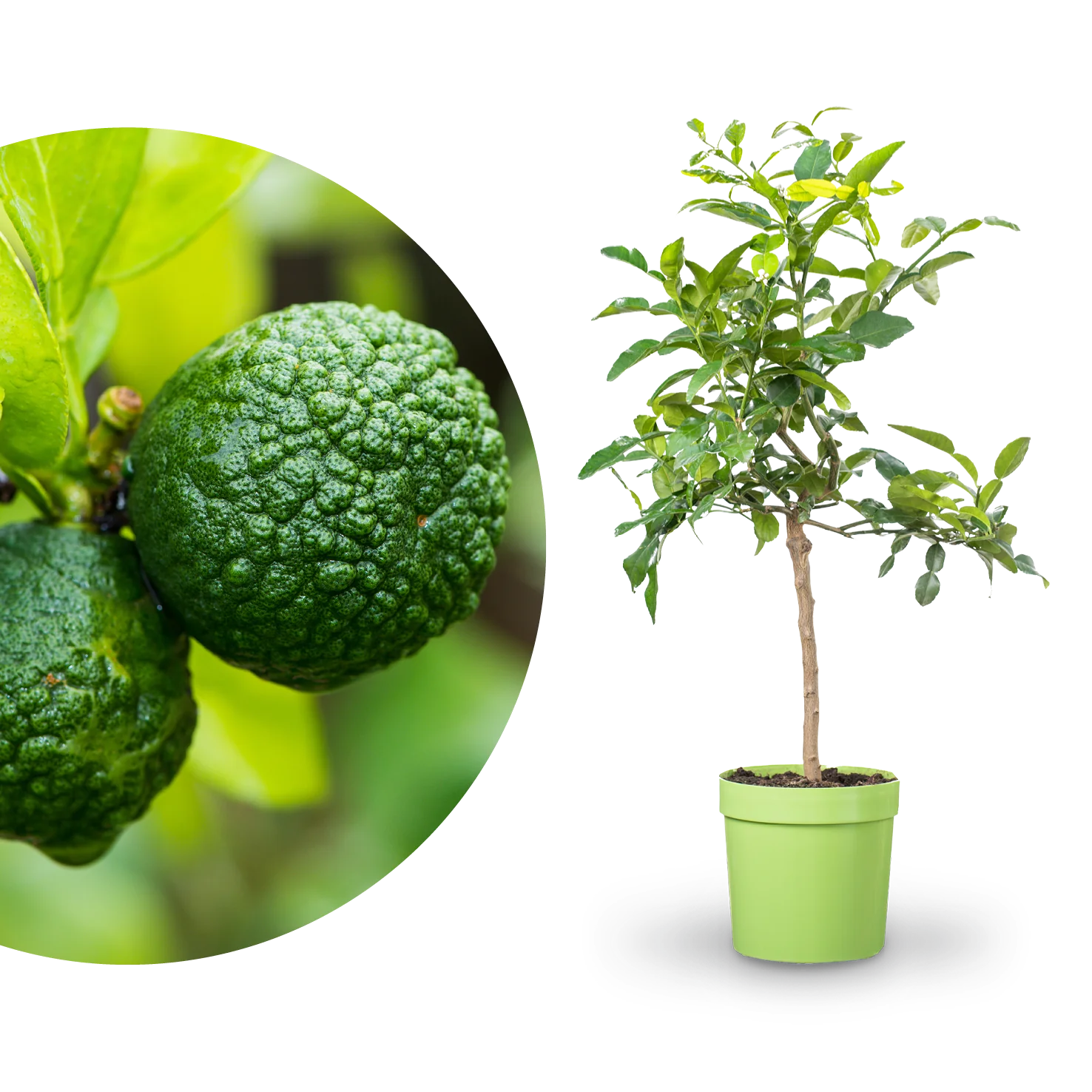 Kaffir-Limette LIME TIME®