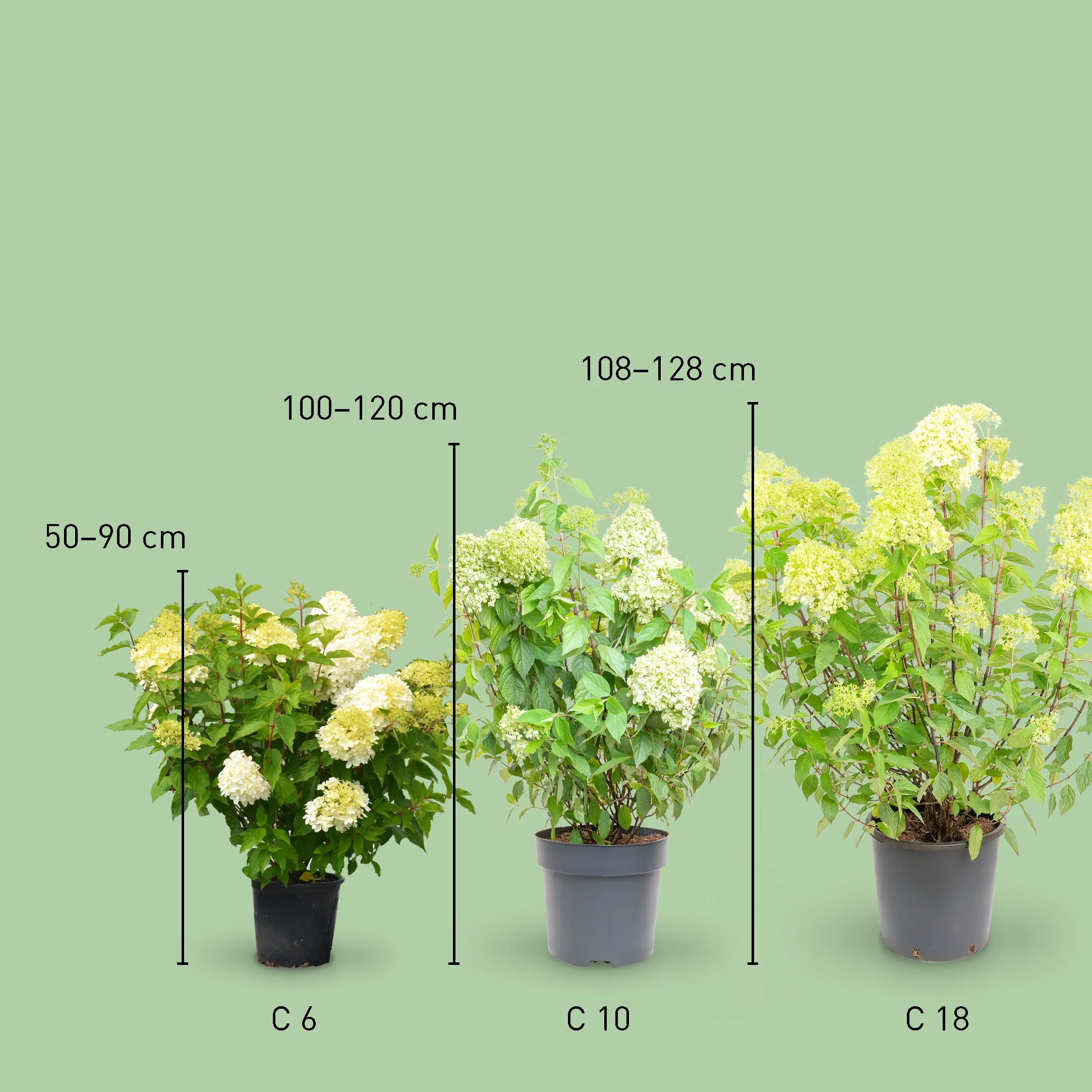 Rispenhortensie 'Limelight'®