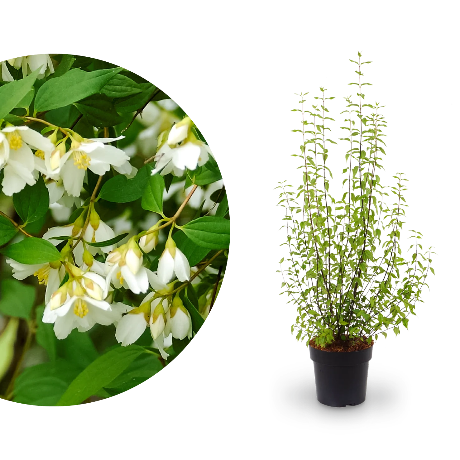 Duftjasmin 'Lemoinei' Schneeweiß