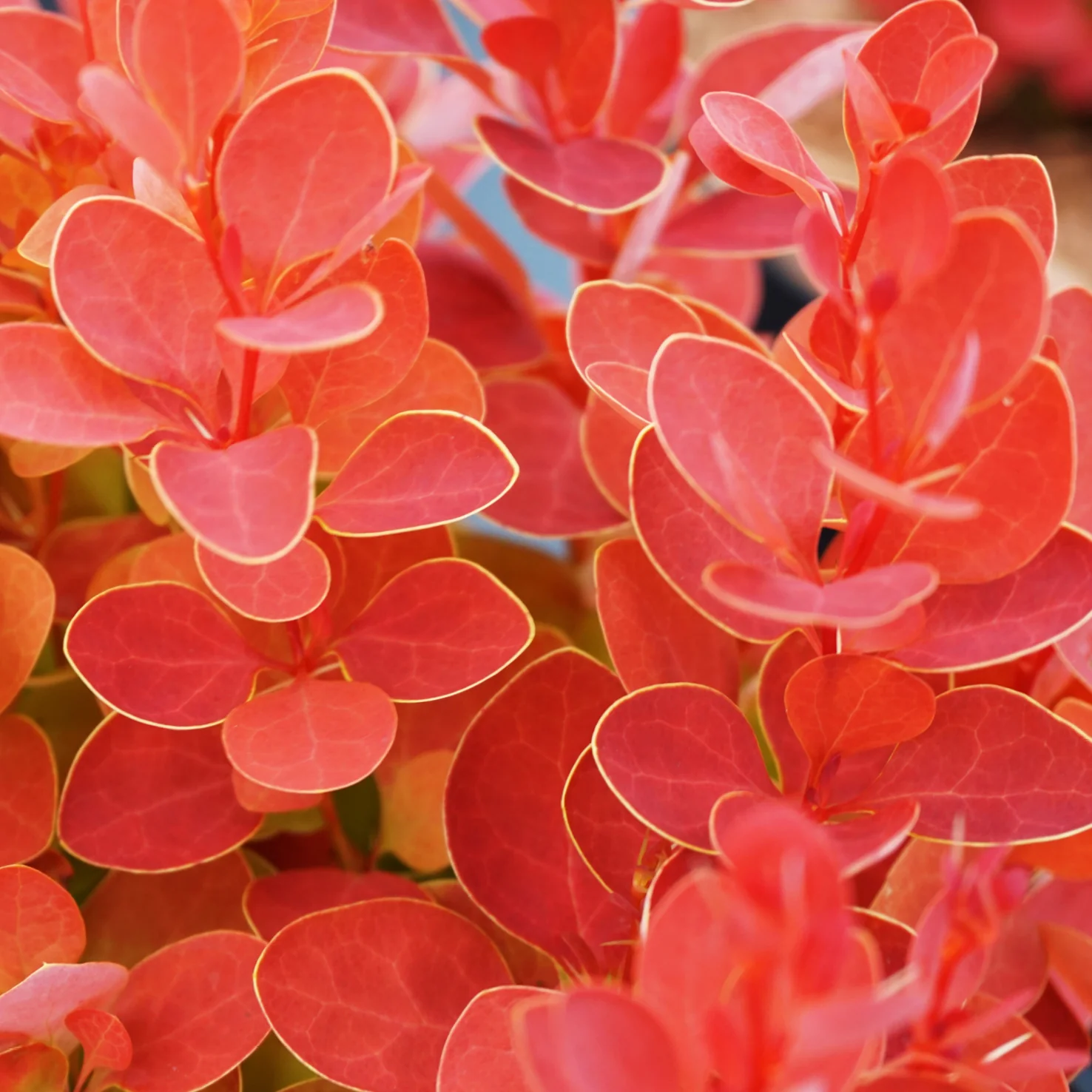 Berberitze 'Orange Ice'®