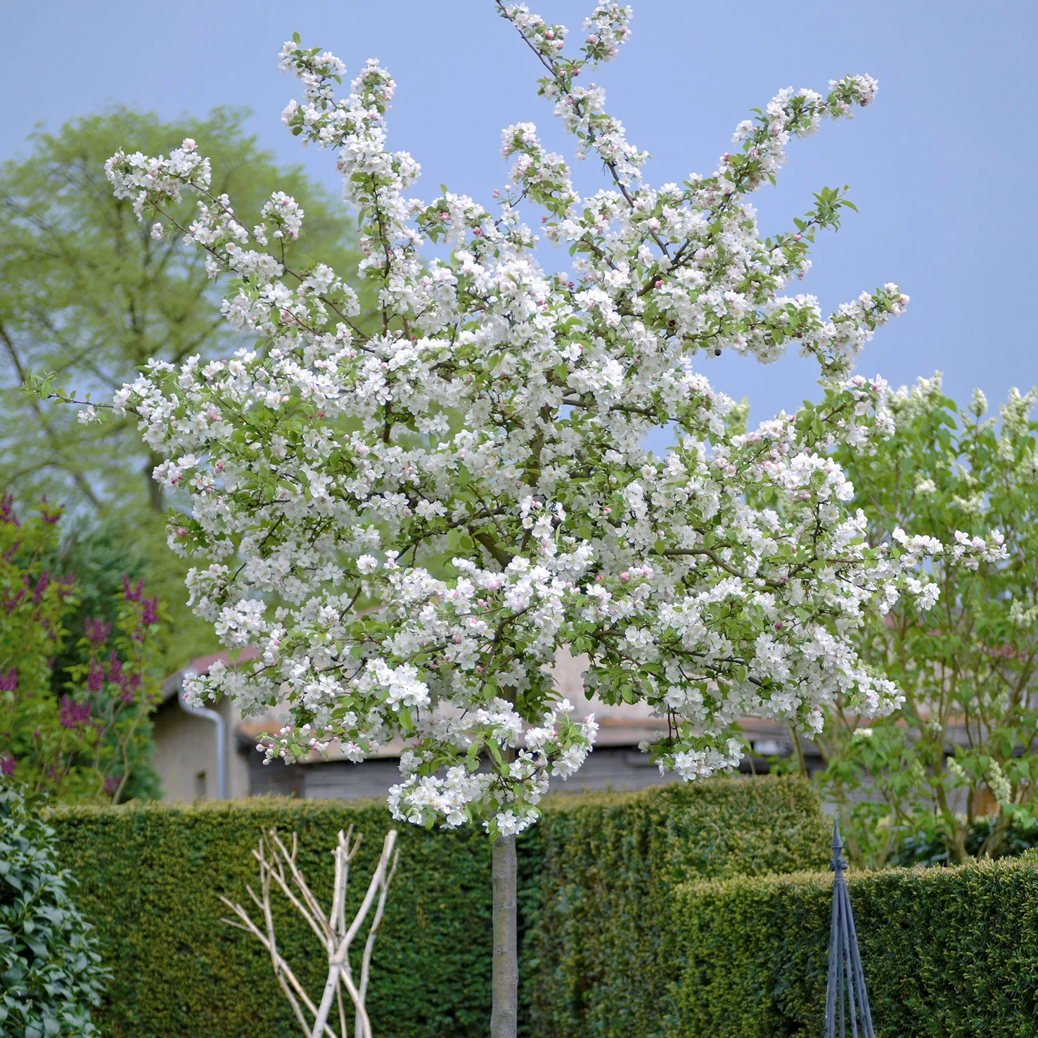 Zier-Apfelbaum 'Evereste'®