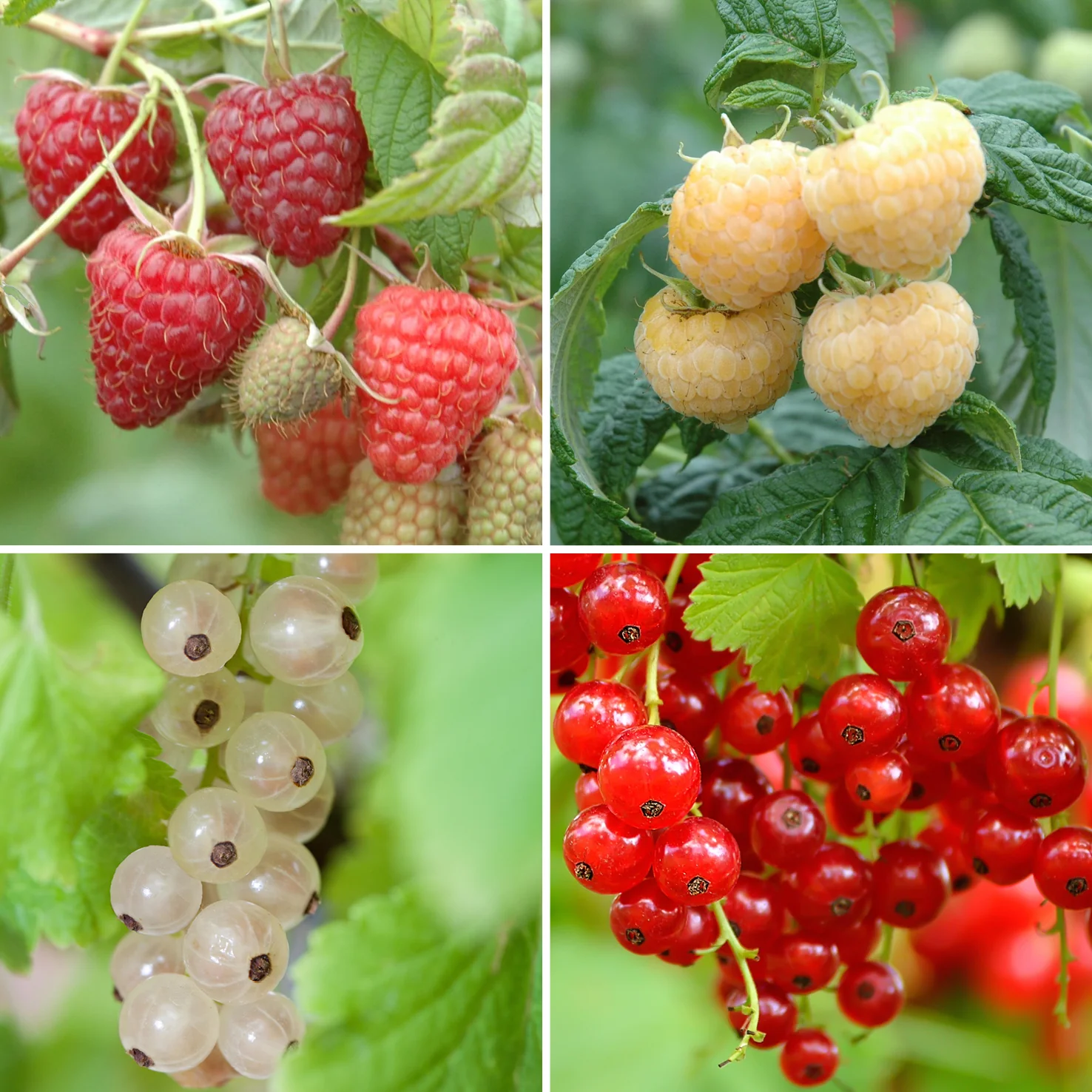 Bio-Beerensträucher Naschbalkon (4er Set)