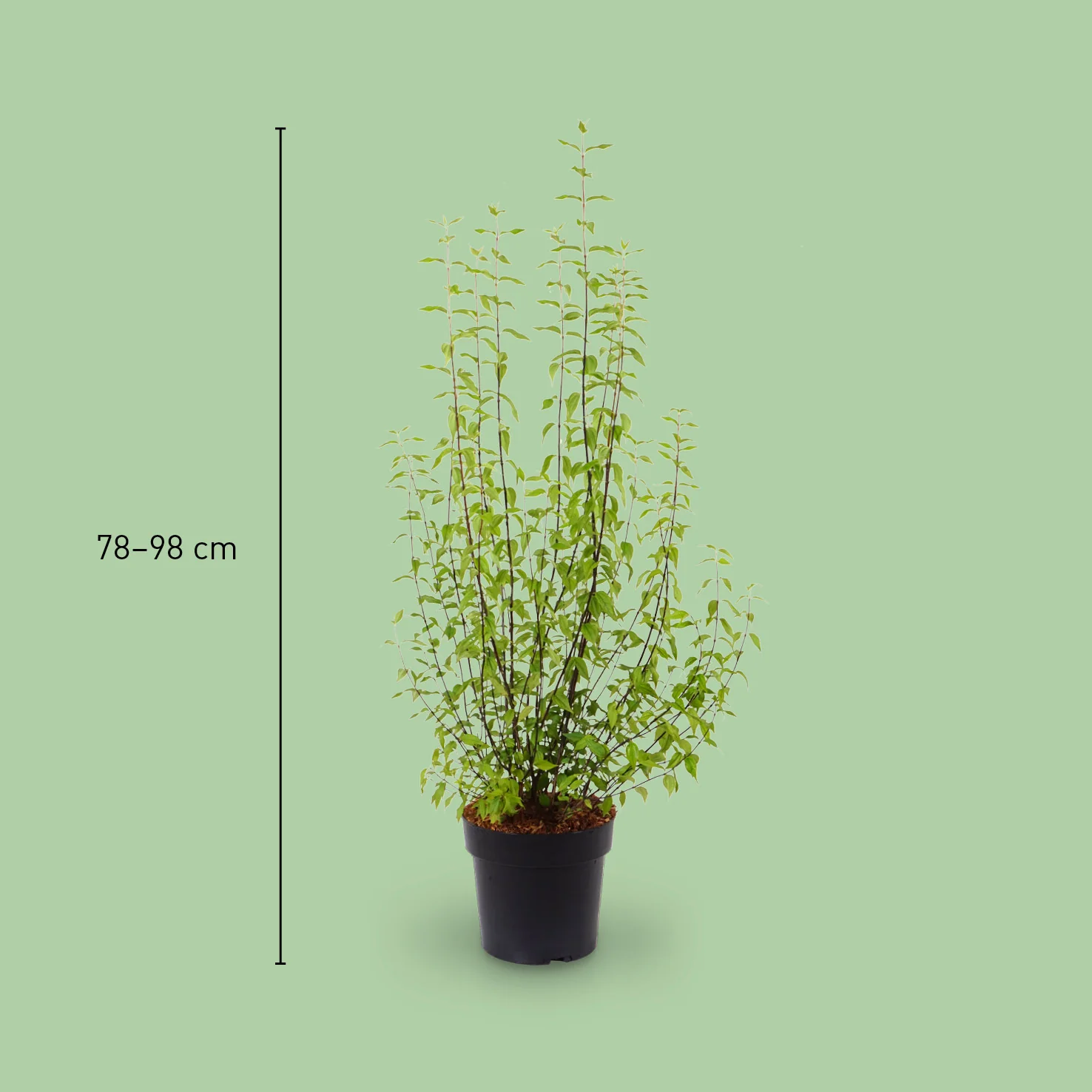 Duftjasmin 'Lemoinei' Schneeweiß