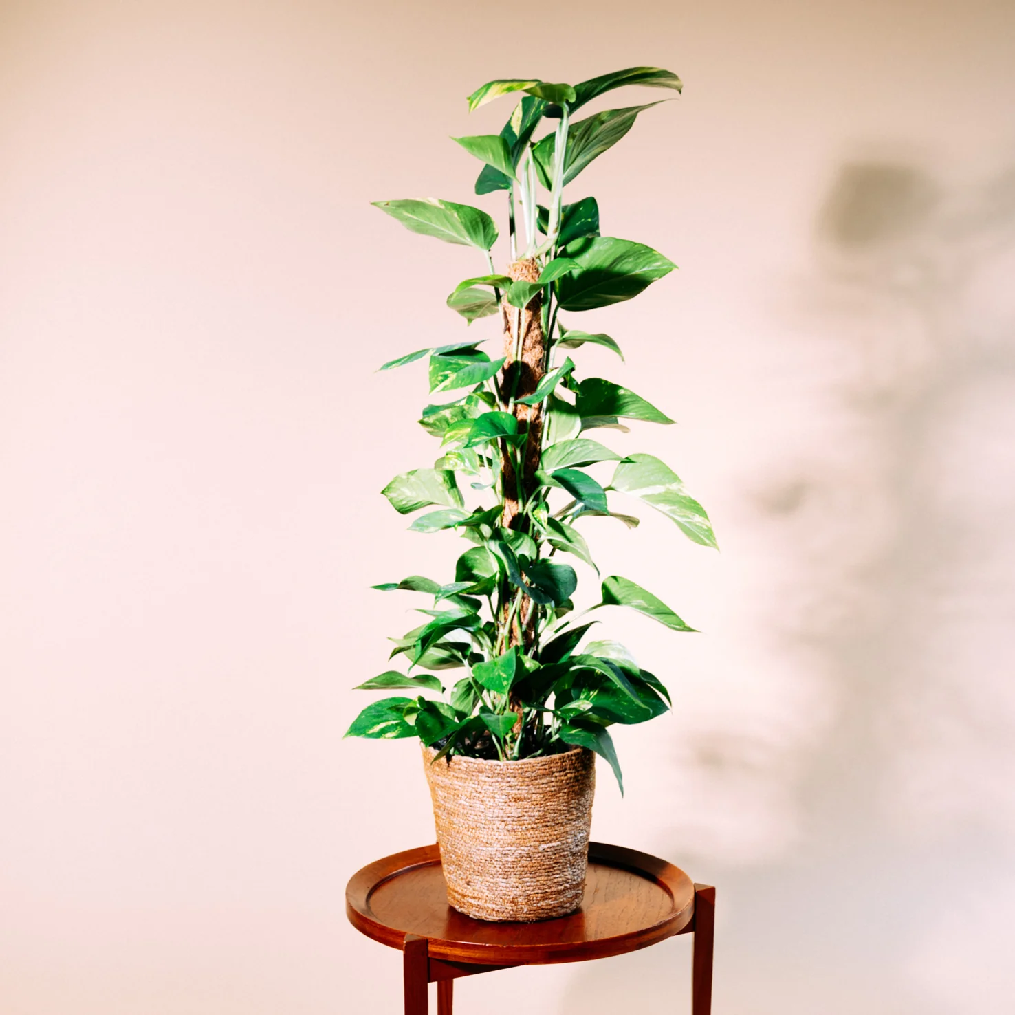 Efeutute am Moosstab