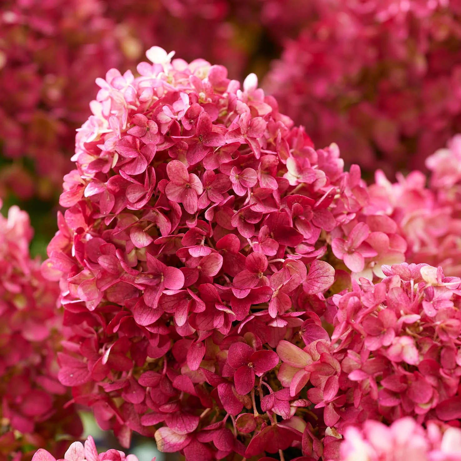 Rispenhortensie Living Creations® 'Living Little Rosy'®