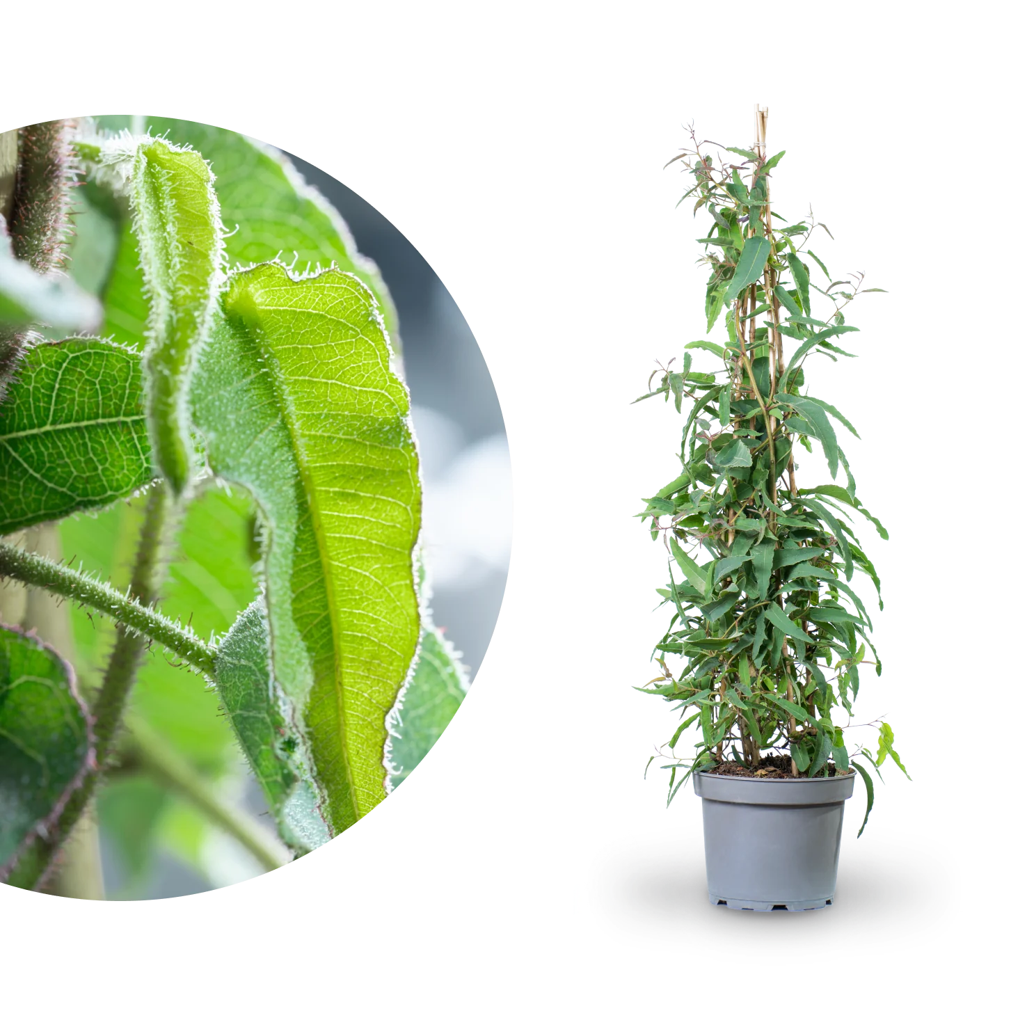 Anti-Mücken-Pflanze: Zitronen-Eukalyptus