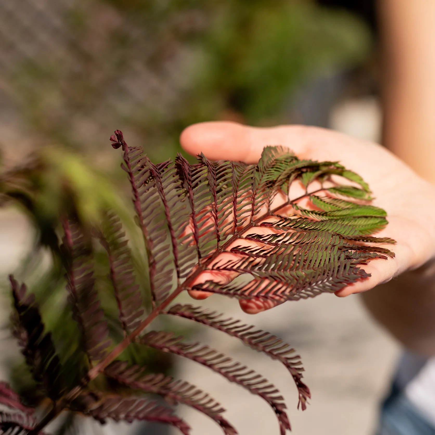 Seidenbaum 'Summer Chocolate' Pink-Rosa