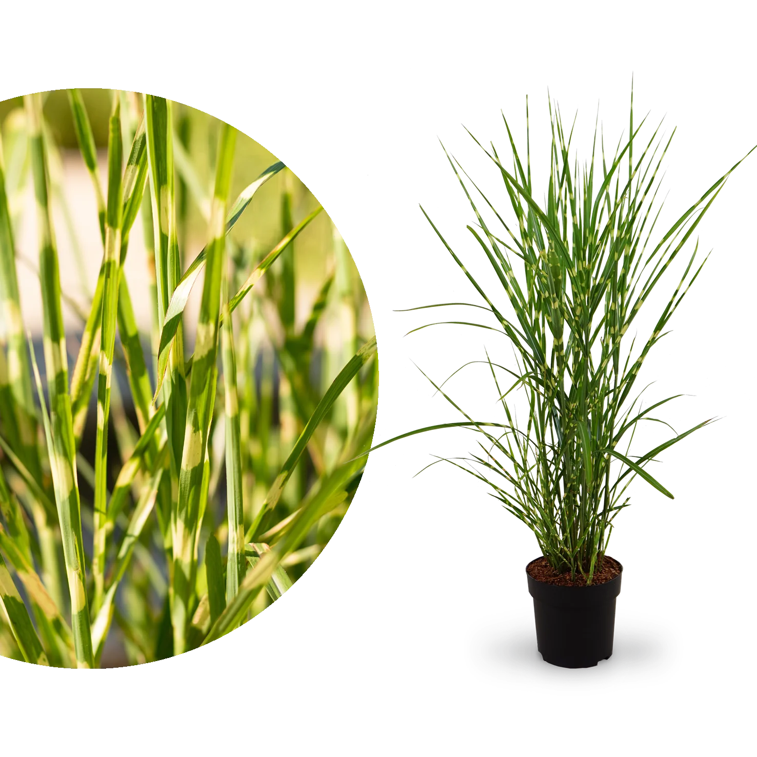 Stachelschweingras 'Strictus'