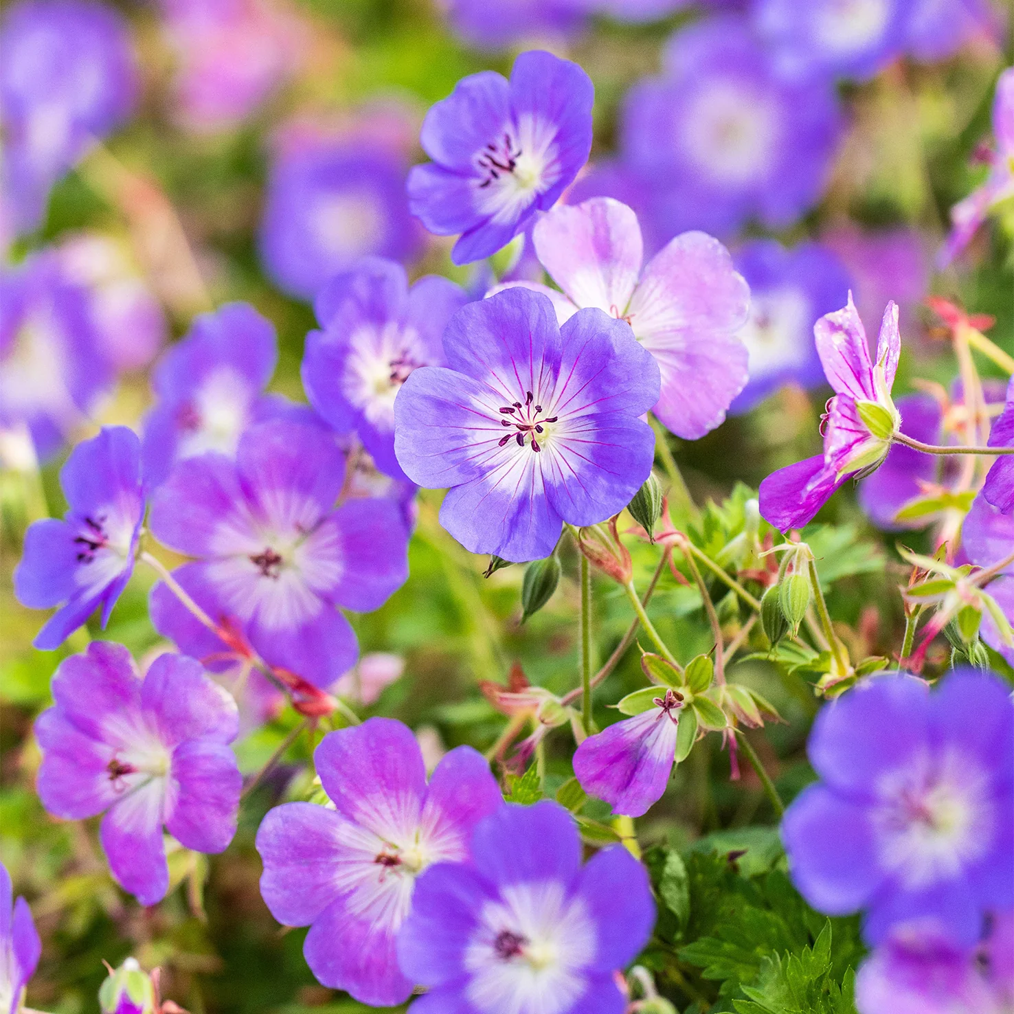 Storchschnabel 'Rozanne' (Mehrfach-Set)