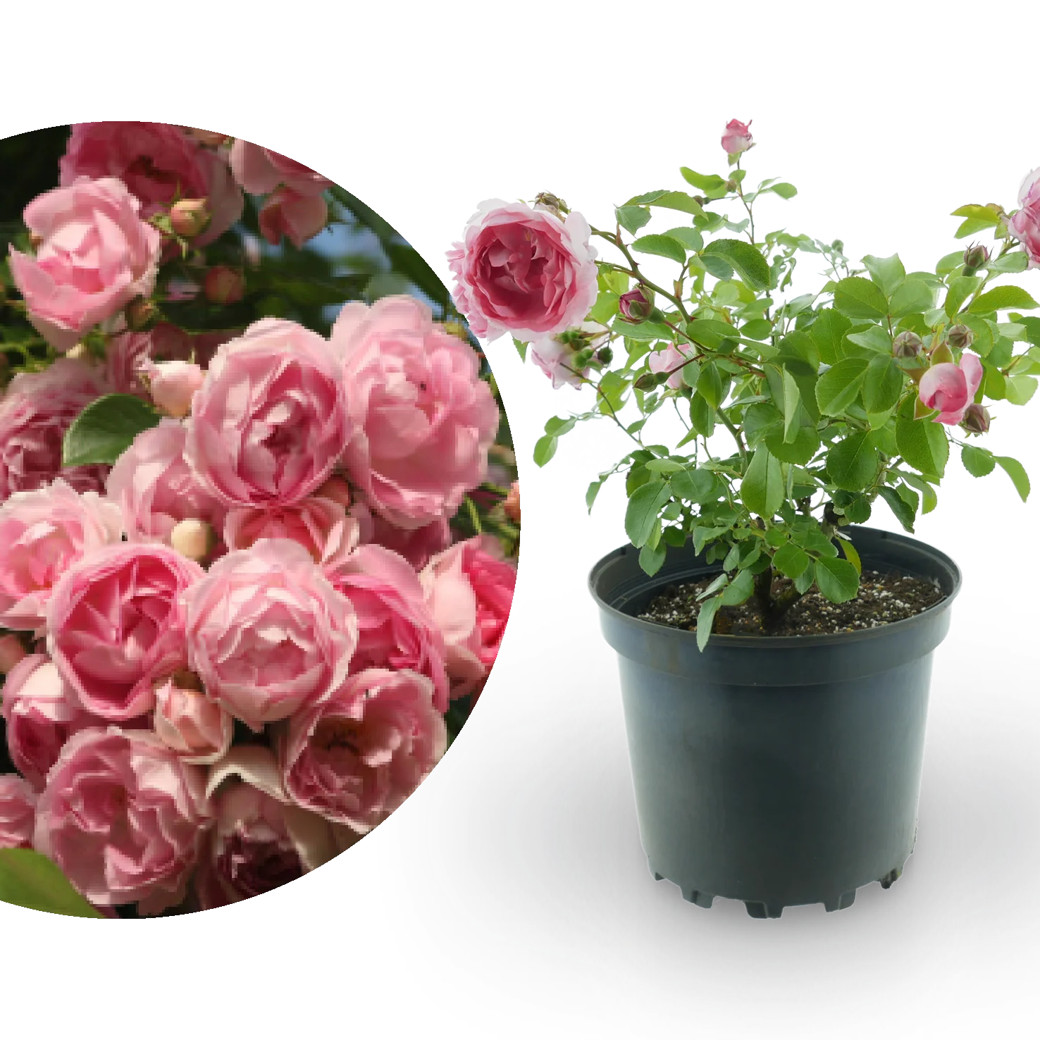 Kletterrose 'Jasmina'® Violett-Rosa