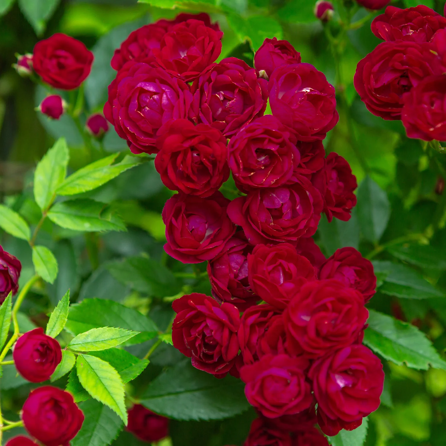 Ramblerrose 'Perennial Domino'® Magentarot
