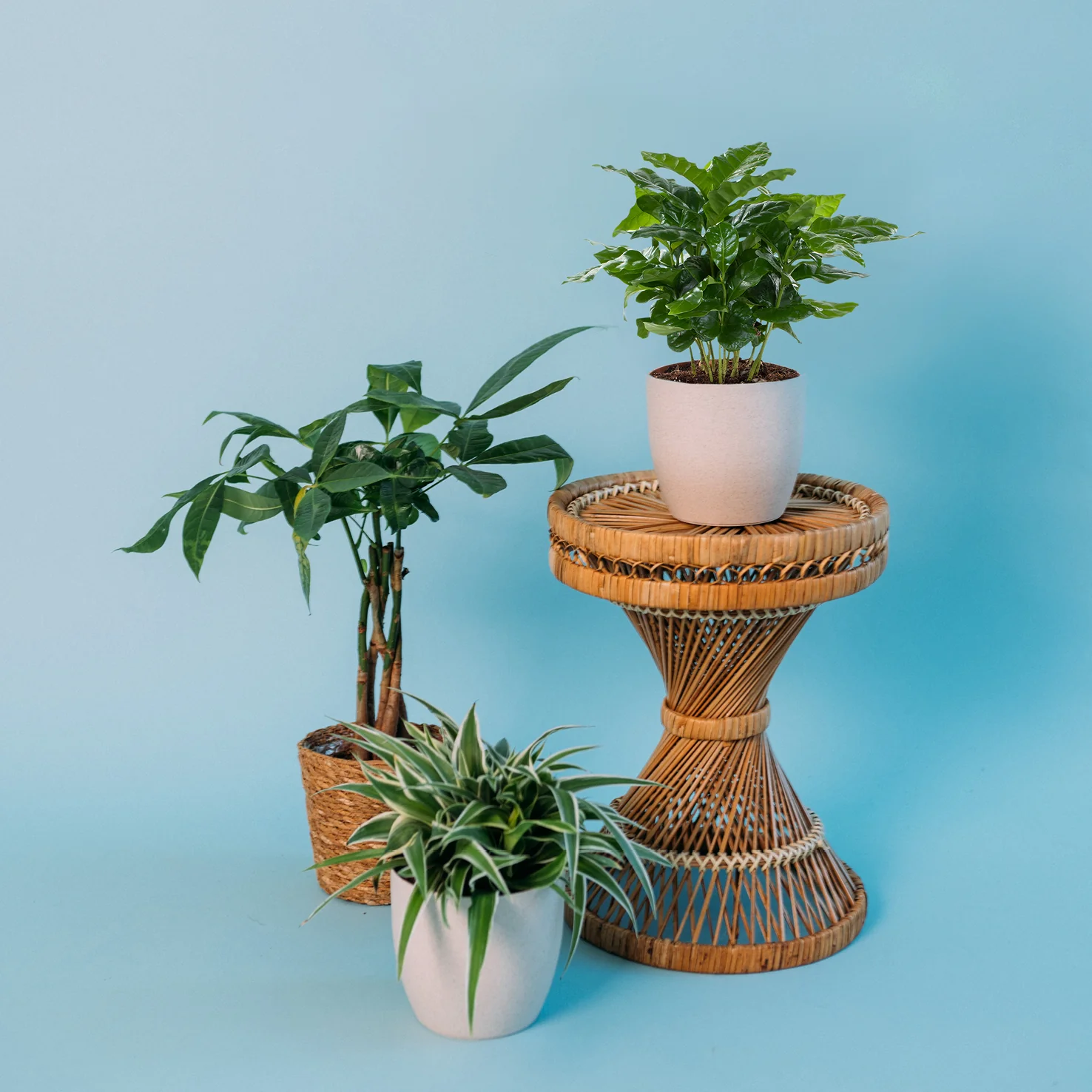 Katzenfreundliche Zimmerpflanzen (3er Set)