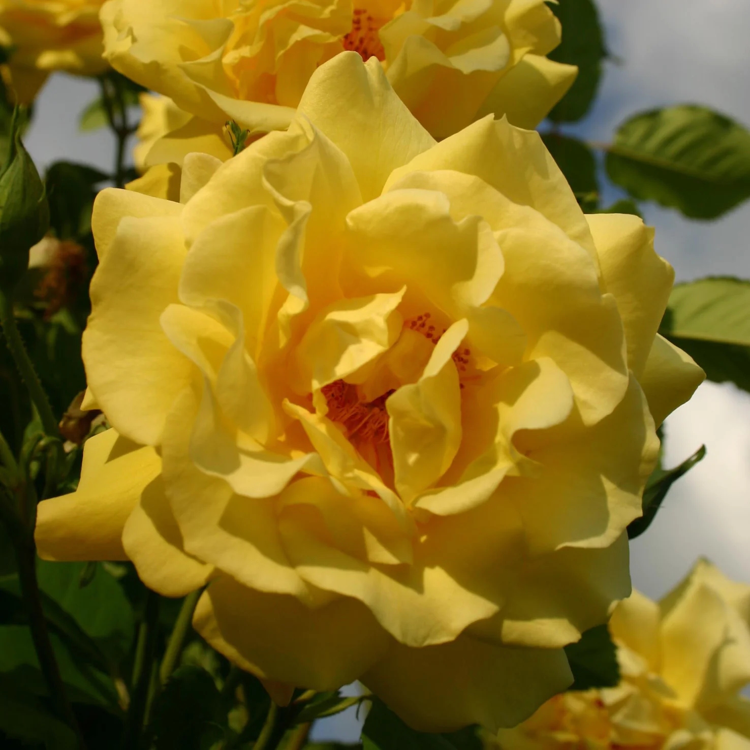 Kletterrose 'Golden Gate'® Goldgelb