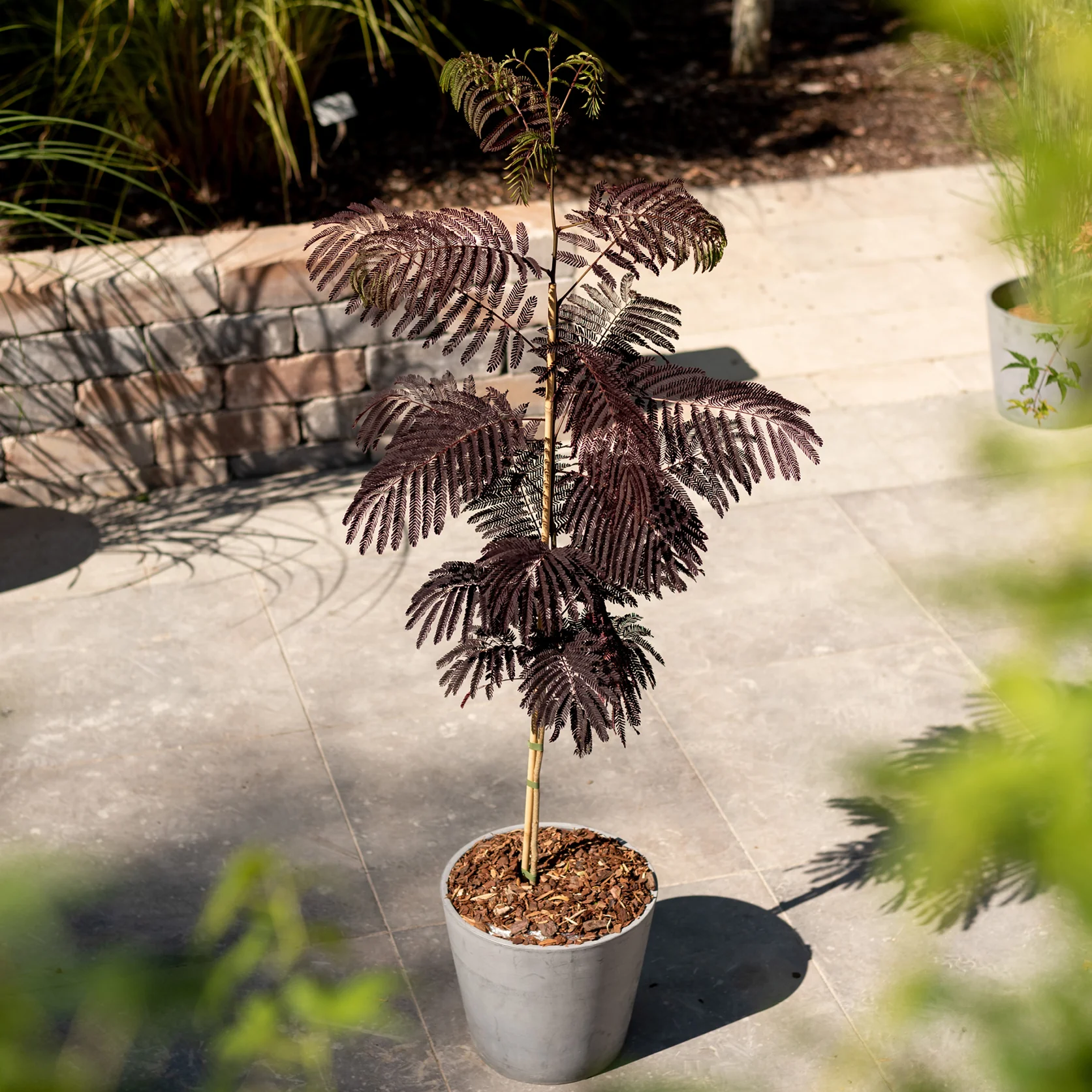 Seidenbaum 'Summer Chocolate' Pink-Rosa