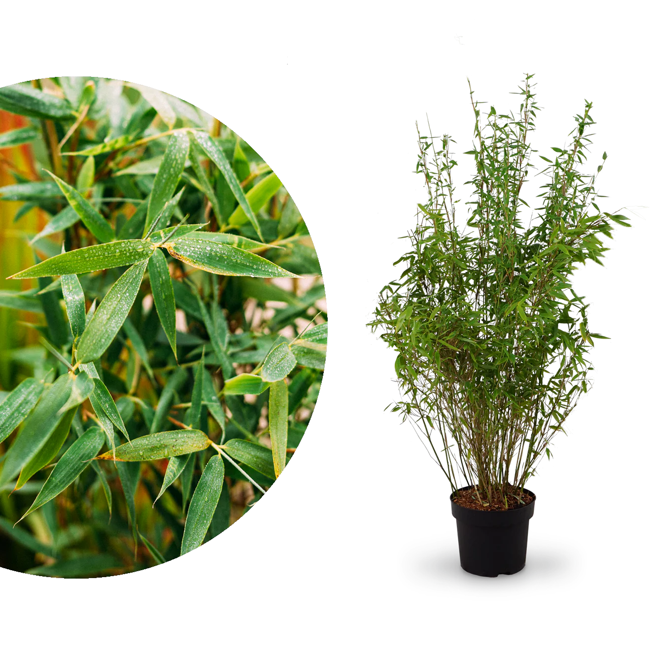 Gartenbambus 'Jumbo'