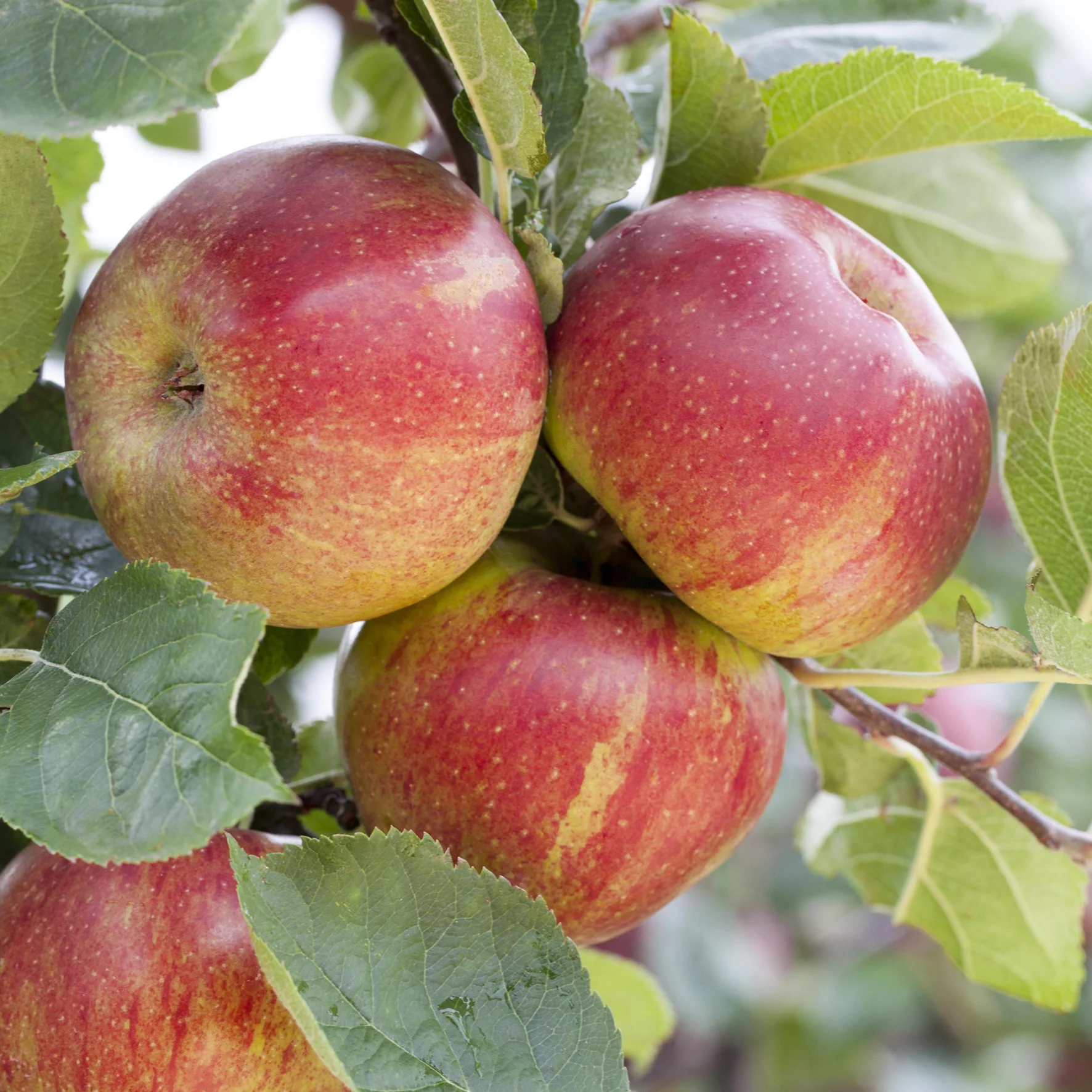 Bio-Apfelbaum 'Boskoop' Winterapfel