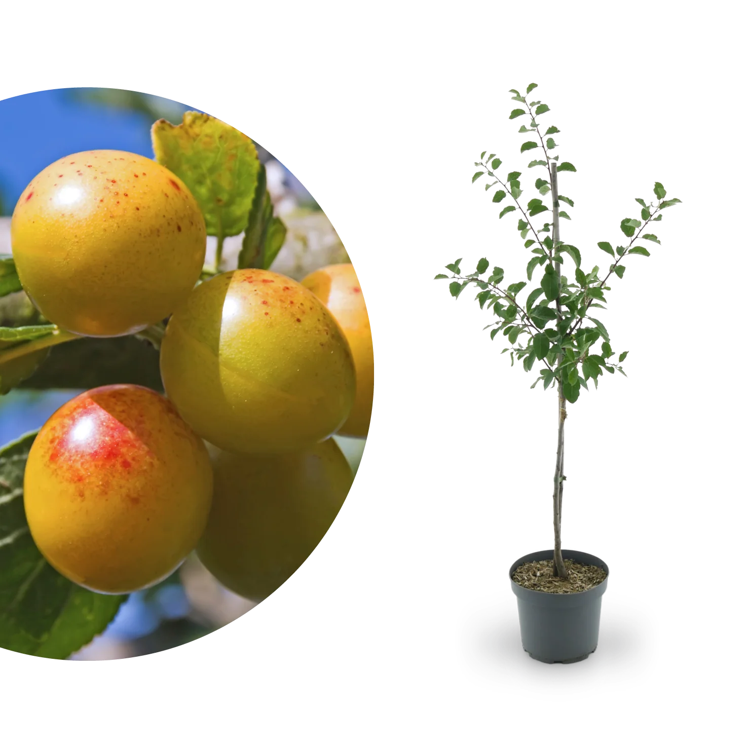 Bio-Mirabellenbaum 'Von Nancy'