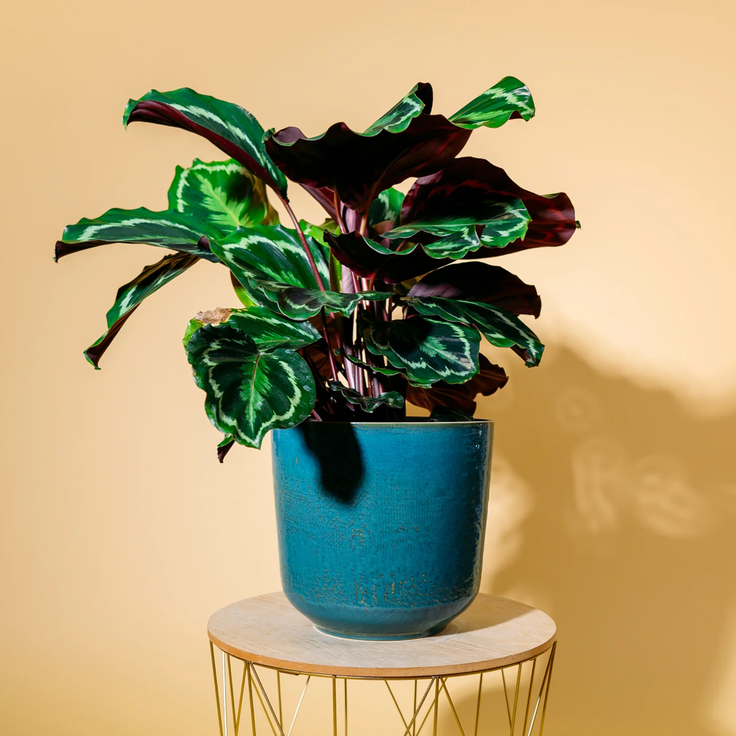 Calathea 'Medaillon'