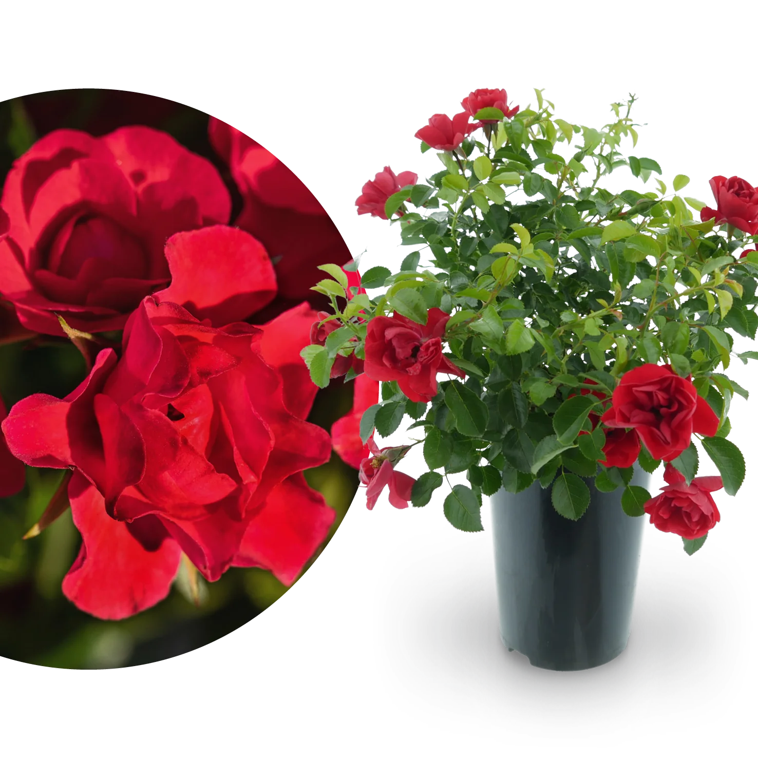 Bodendeckerrose 'Sorrento'® Leuchtend Rot