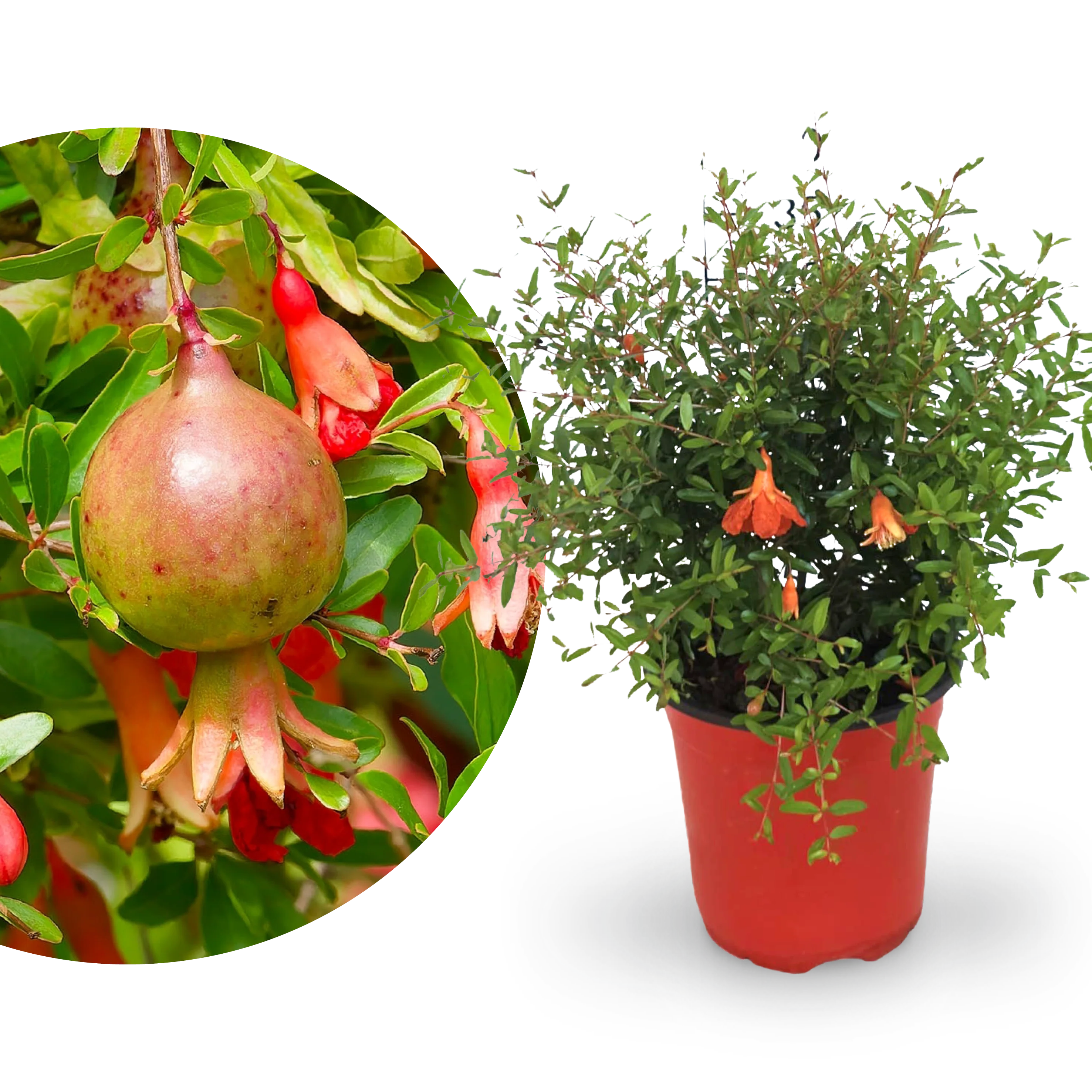 Zwerg-Granatapfel 'Nana'