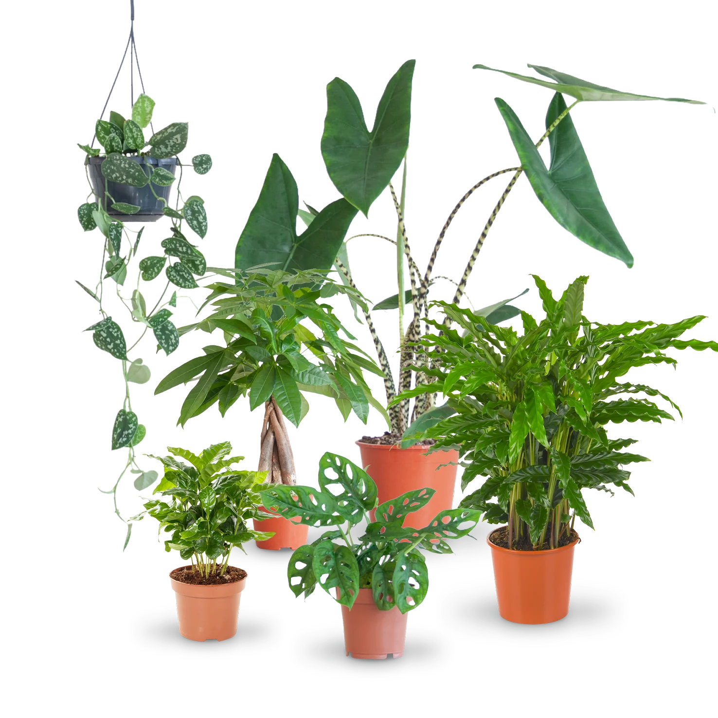 Pflegeleichte Zimmerpflanzen (6er Set)