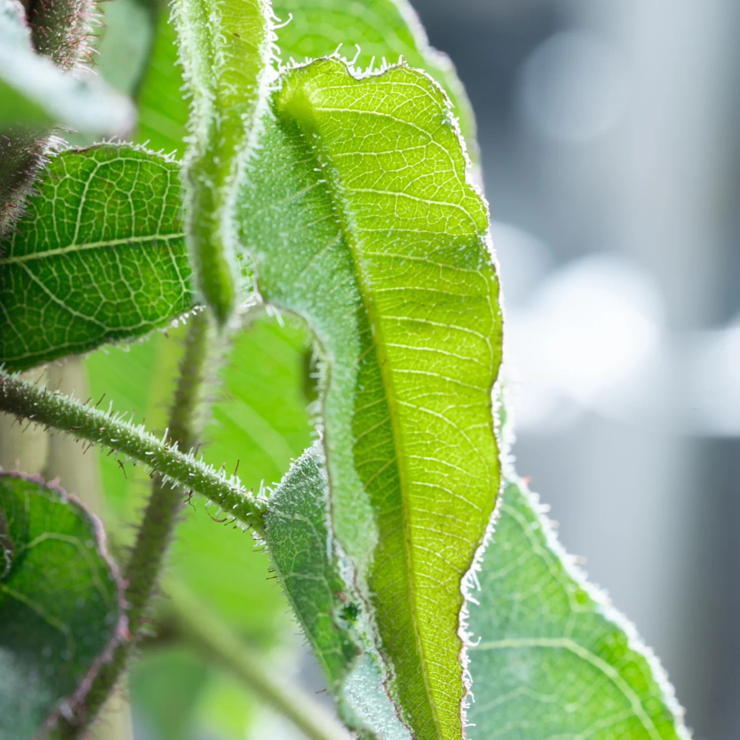 Anti-Mücken-Pflanze: Zitronen-Eukalyptus