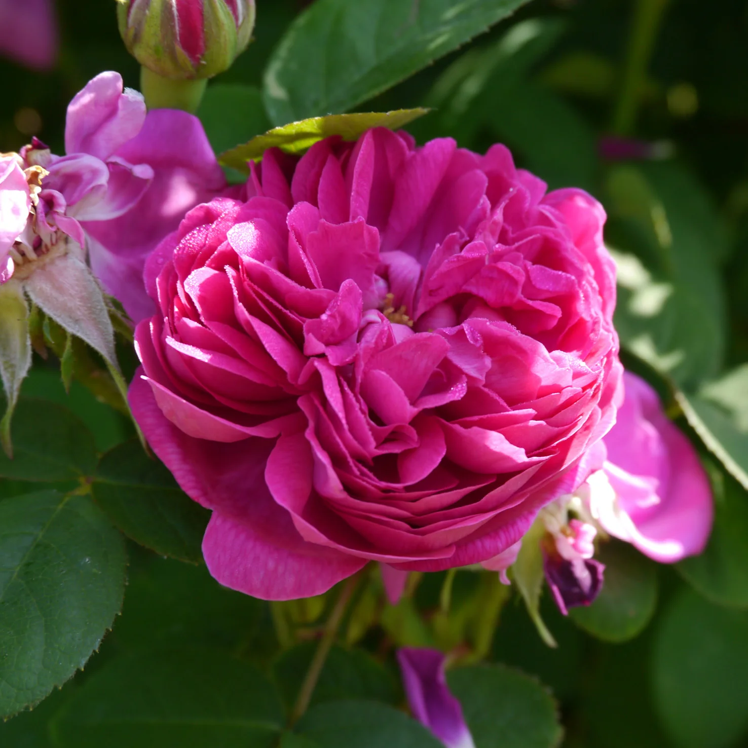 Strauchrose 'Rose de Resht' Purpur