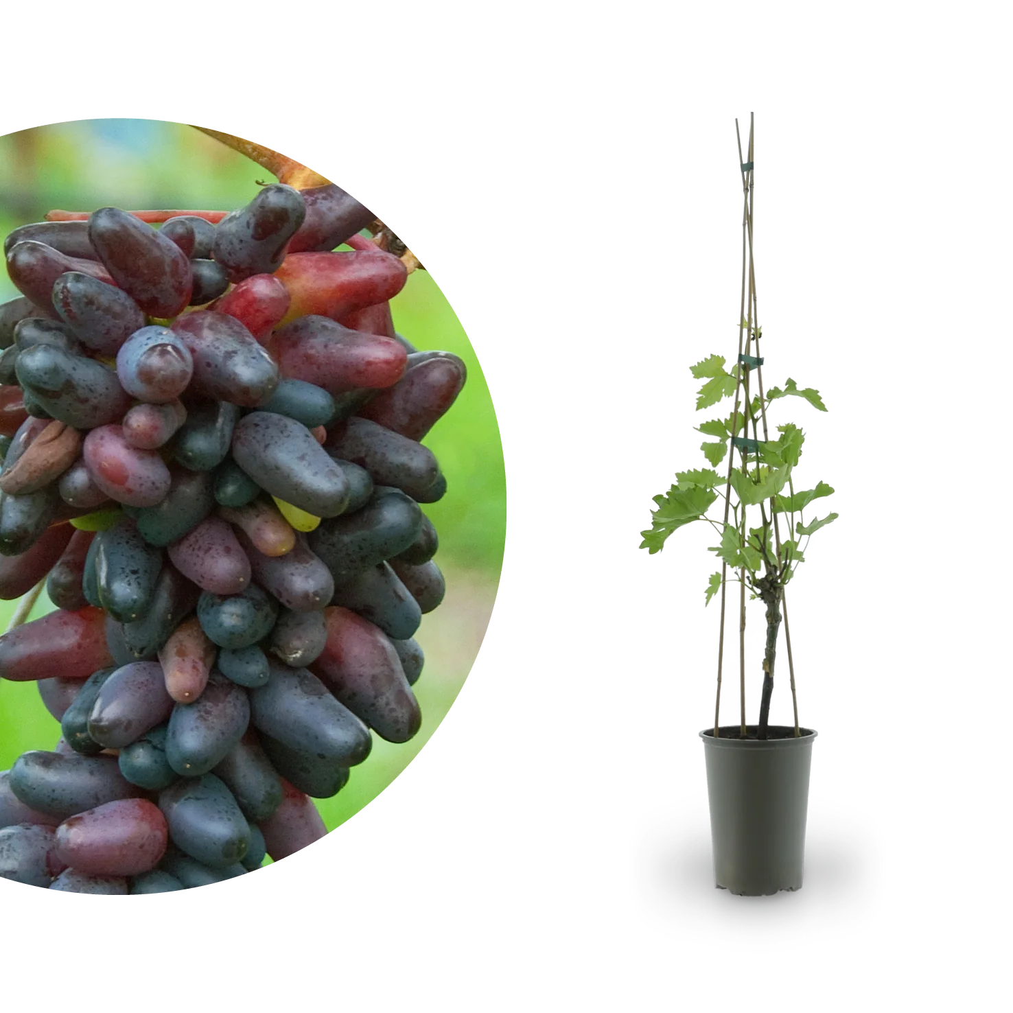 Weinrebe 'Datteltraube'