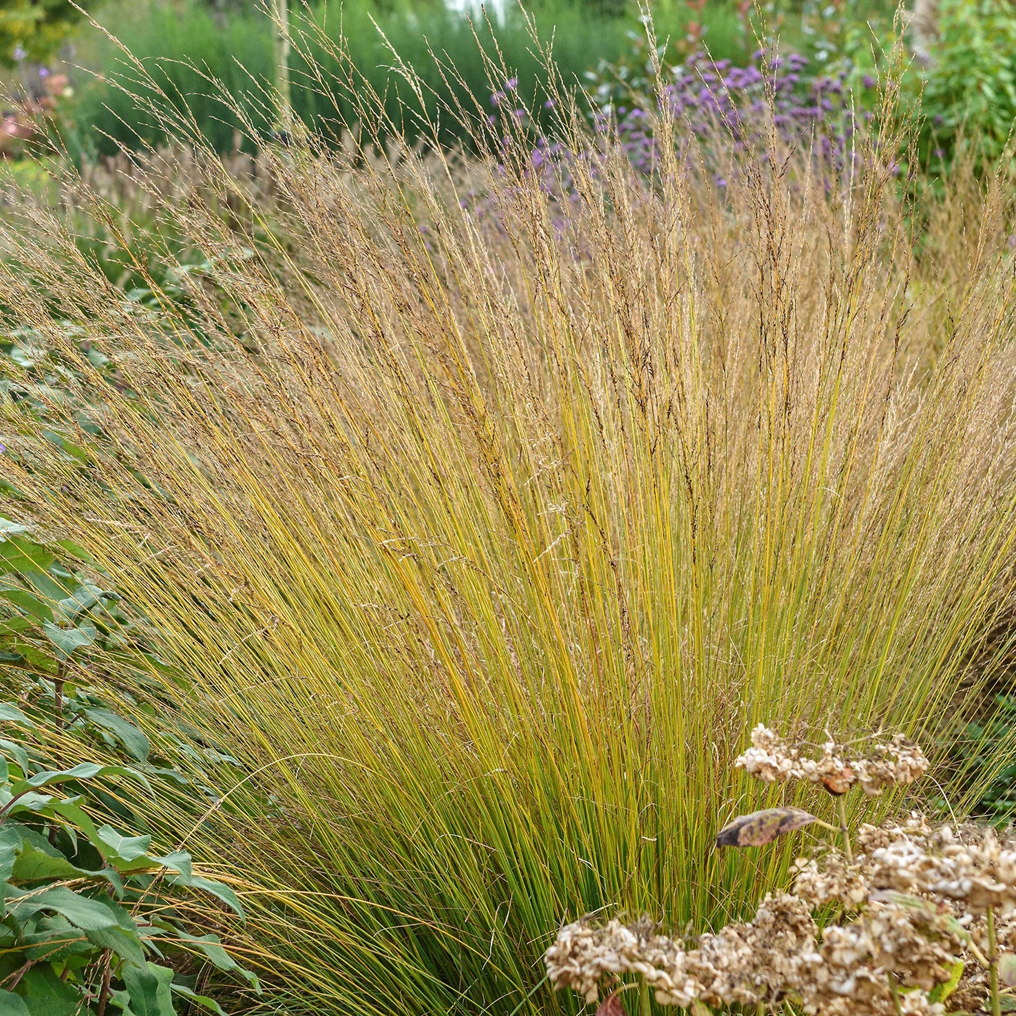 Kleines Pfeifengras 'Heidebraut'