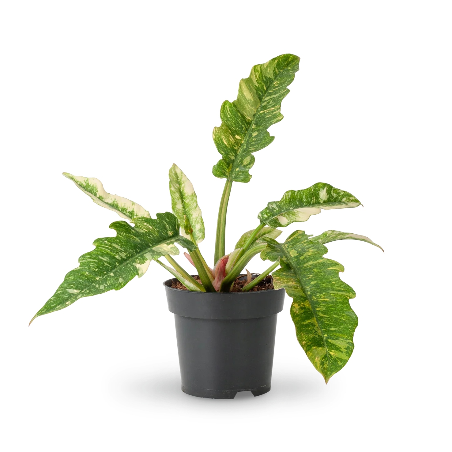 Philodendron 'Ring of Fire' (Rarität)