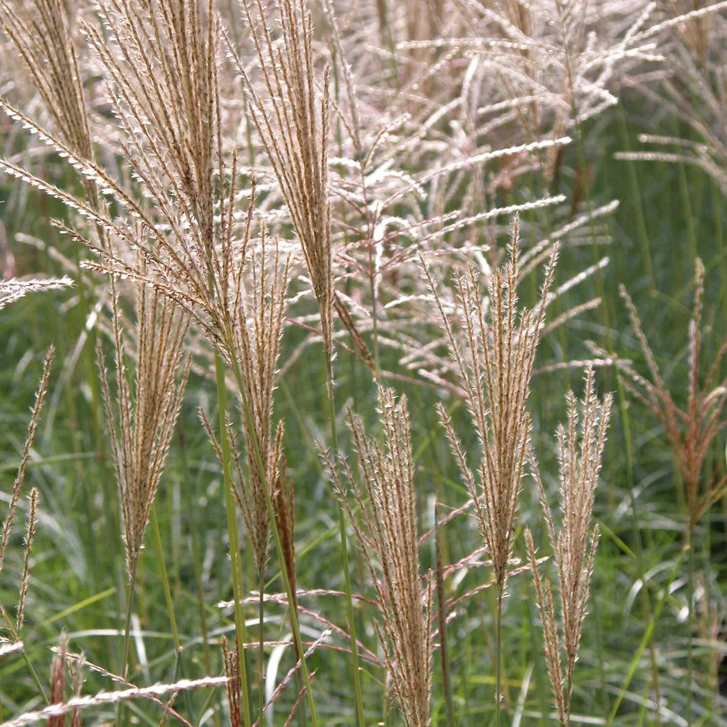 Chinaschilf 'Kleine Fontäne'