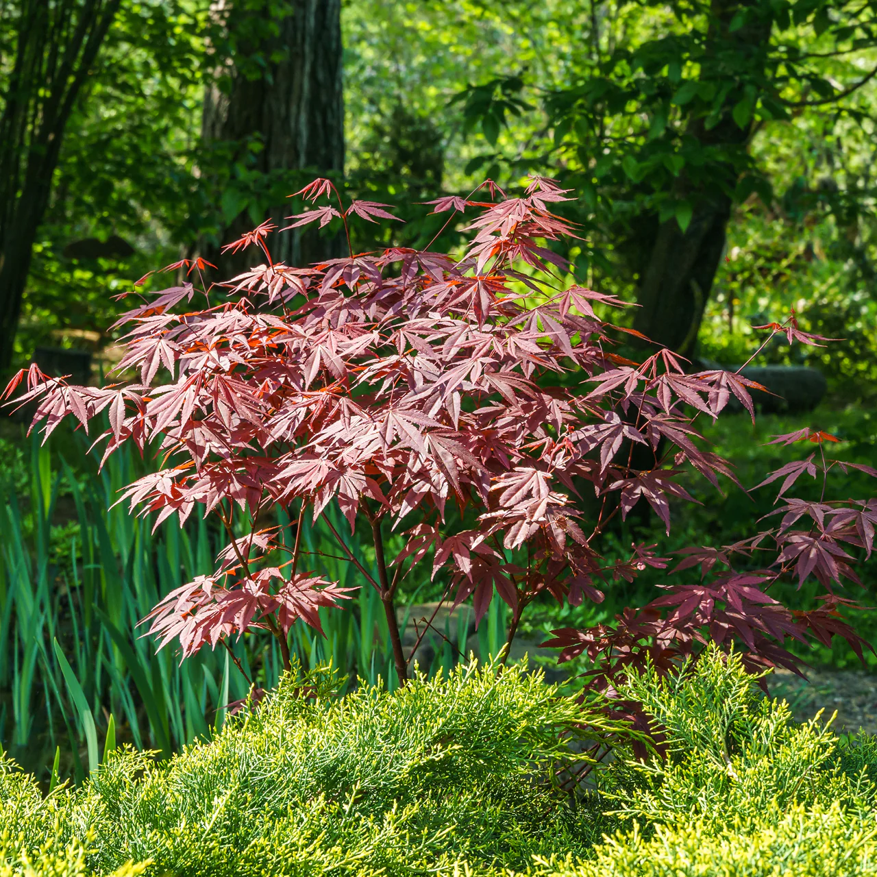 Roter Fächer-Ahorn 'Atropurpureum'