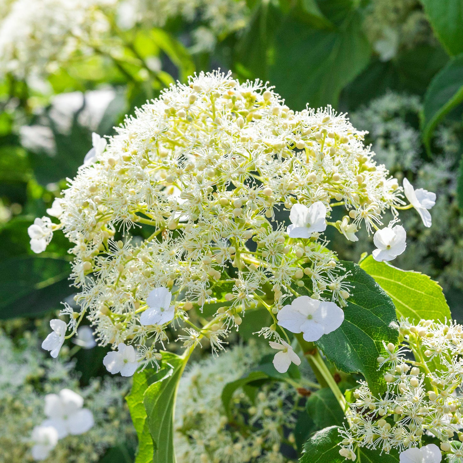 Kletterhortensie Weiß