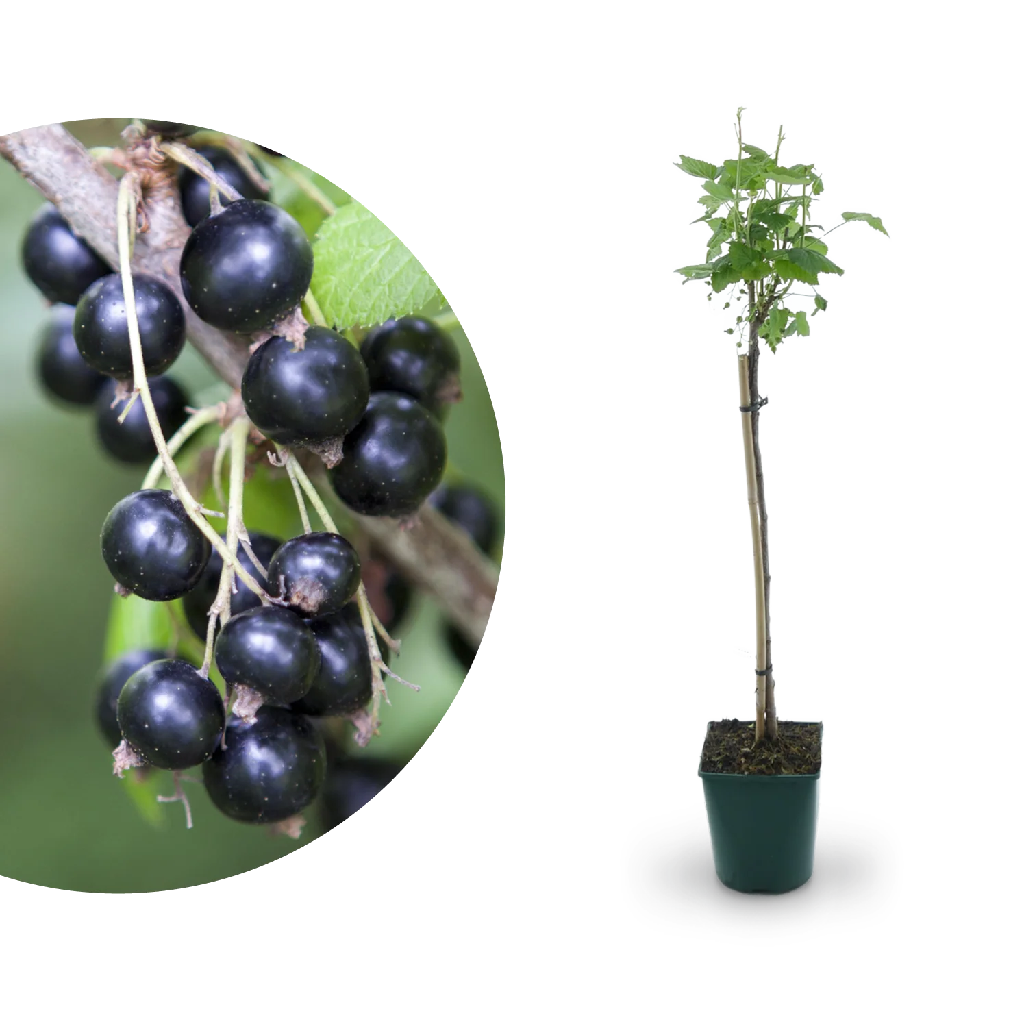 Bio-Schwarze Johannisbeere 'Ben Sarek' Hochstamm