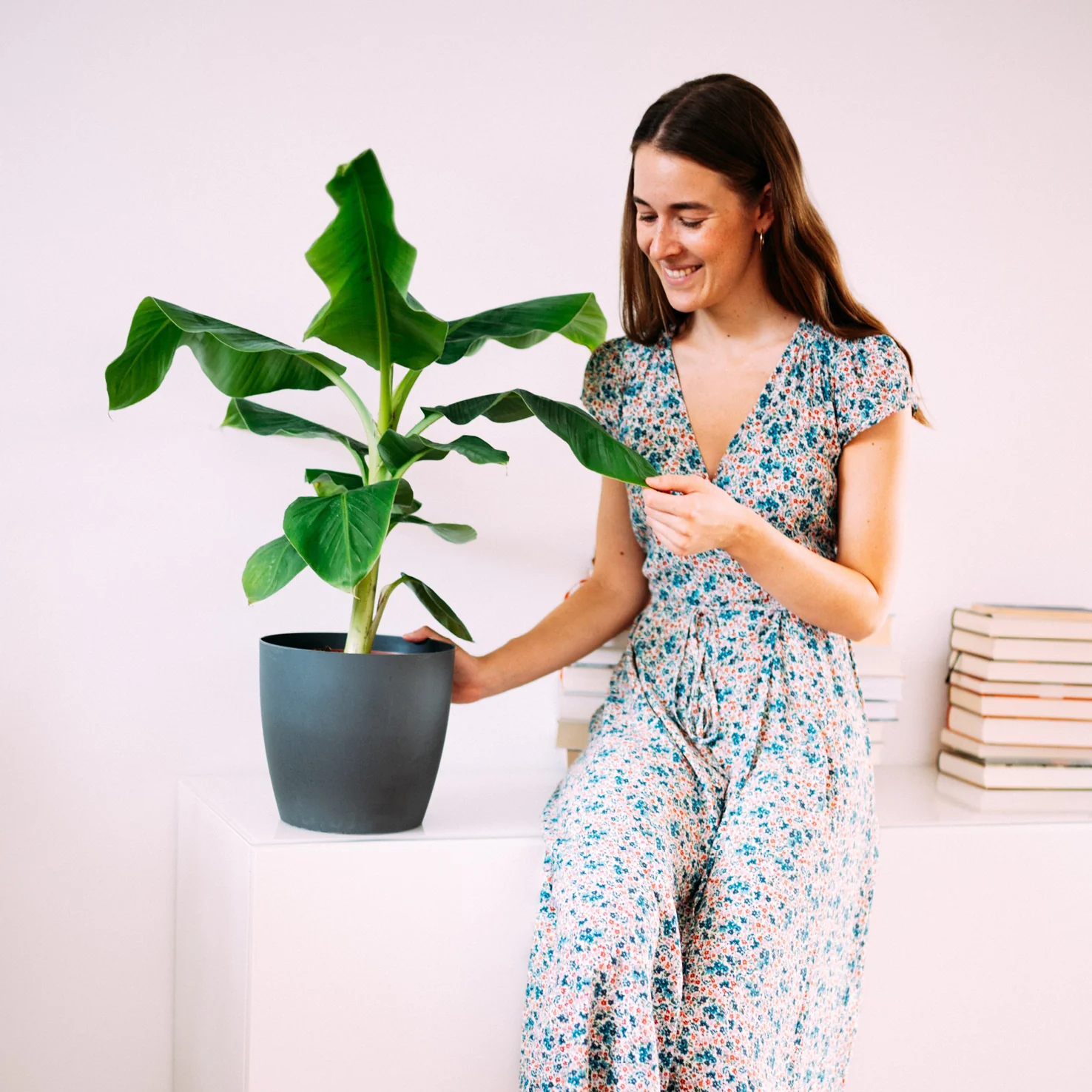 Zwerg-Essbanane 'Dwarf Cavendish'