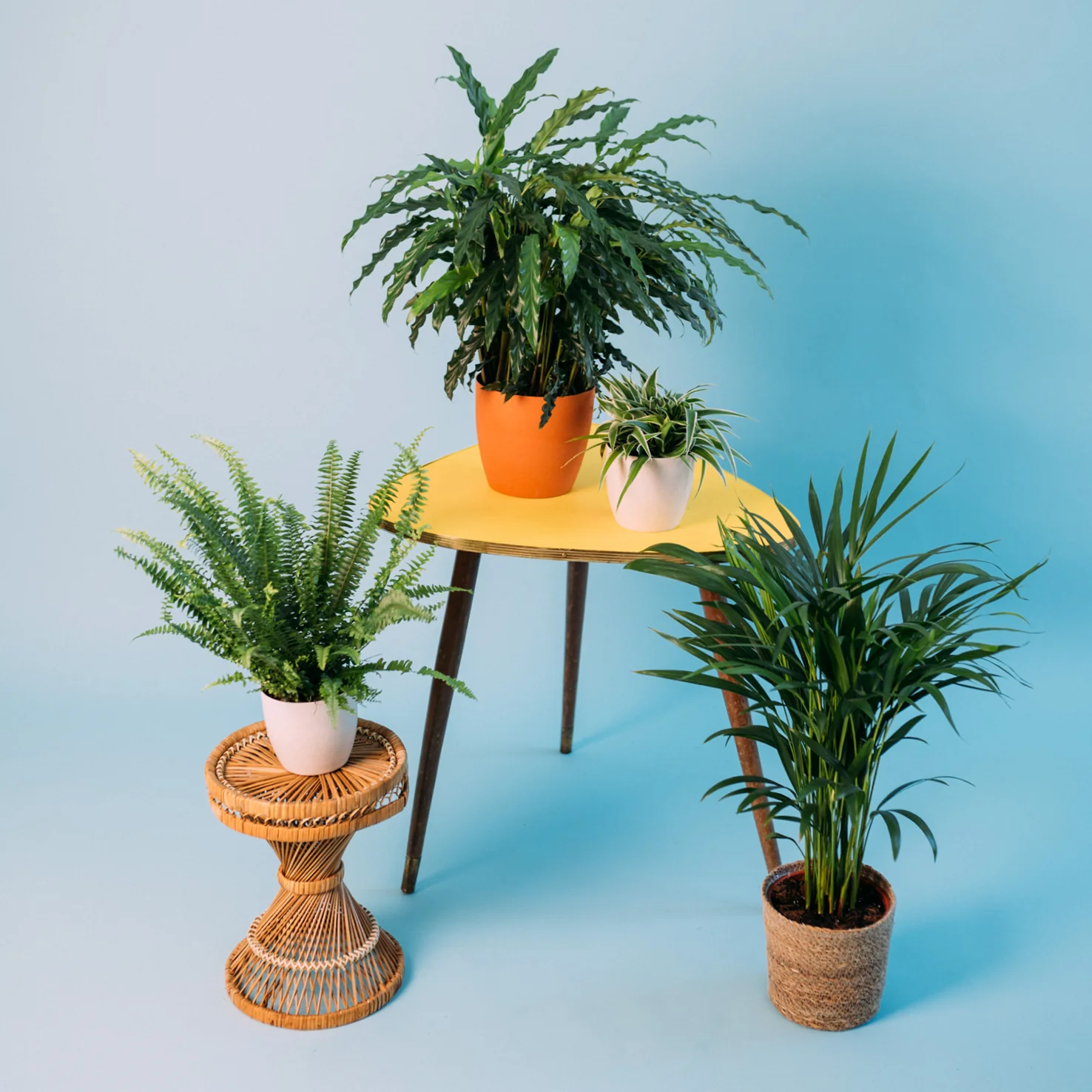 Haustierfreundliche Zimmerpflanzen (4er Set)