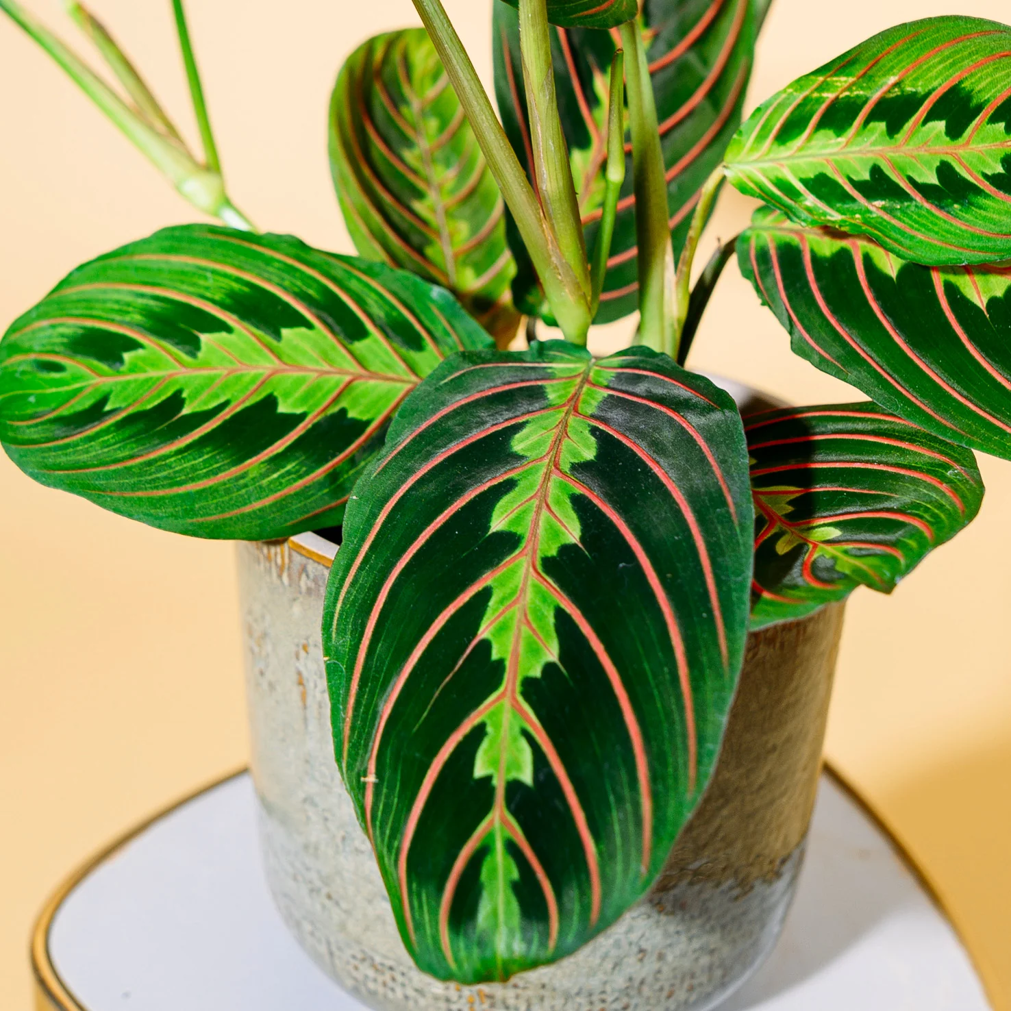 Maranta leuconeura 'Fascinator Tricolor'