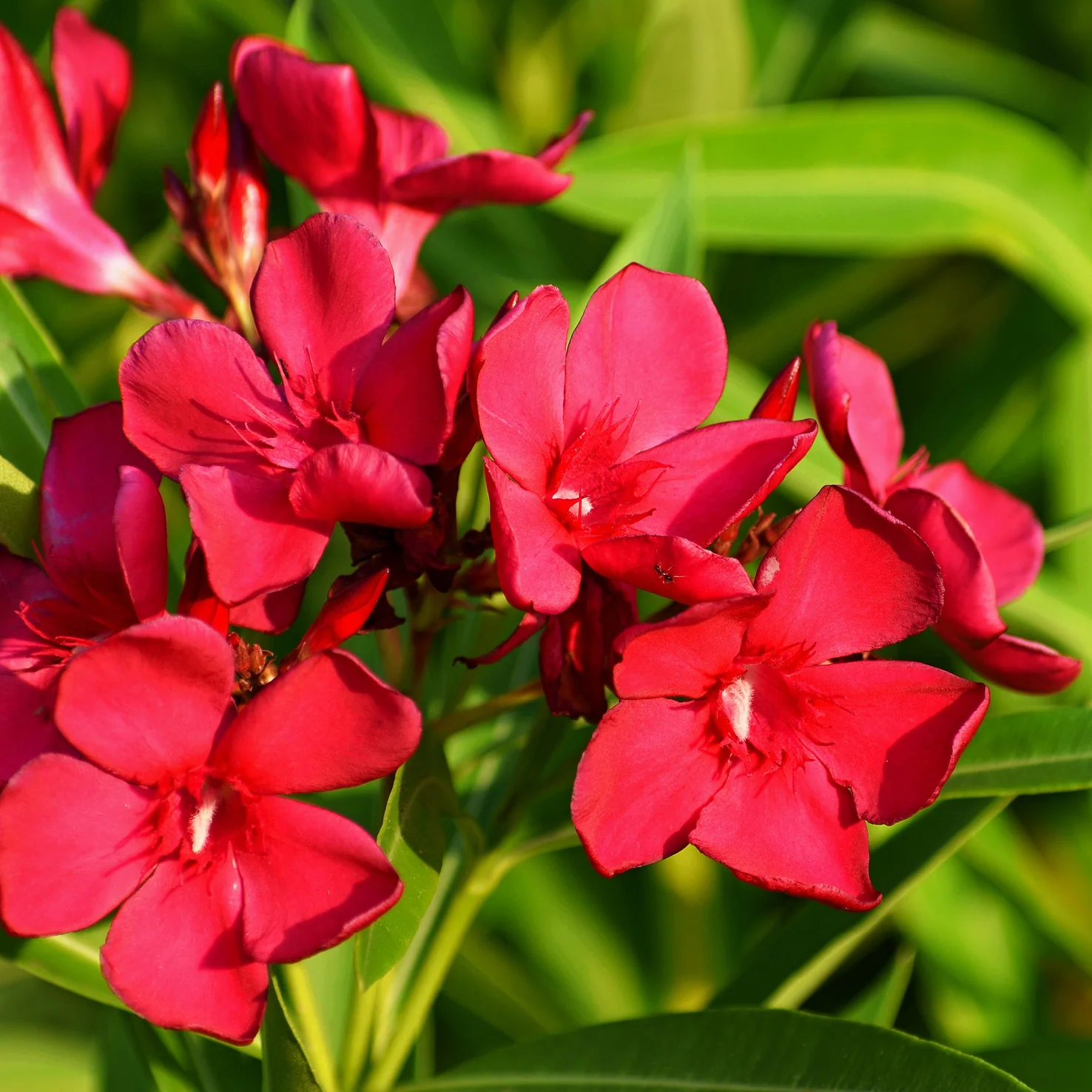 Oleander Rot