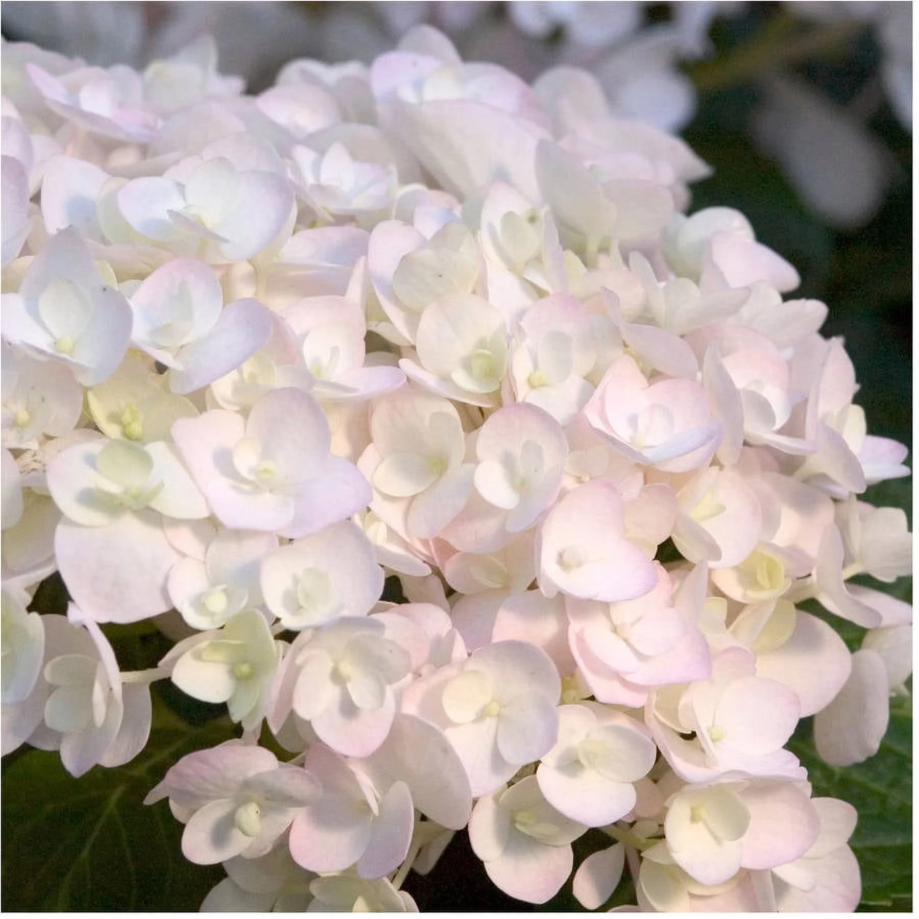 Endless Summer Blushing Bride Hydrangea (1 Gallon) Live Outdoor Flowering Plant