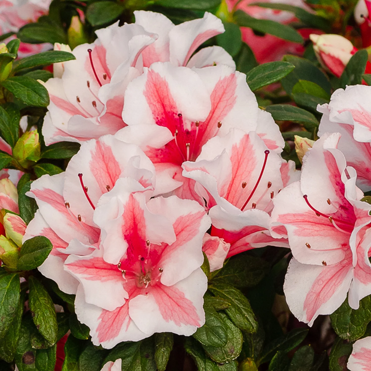 Encore Azalea Autumn Starburst (1 Gallon) Shrub with White and Pink - Full Sun Live Outdoor Plant