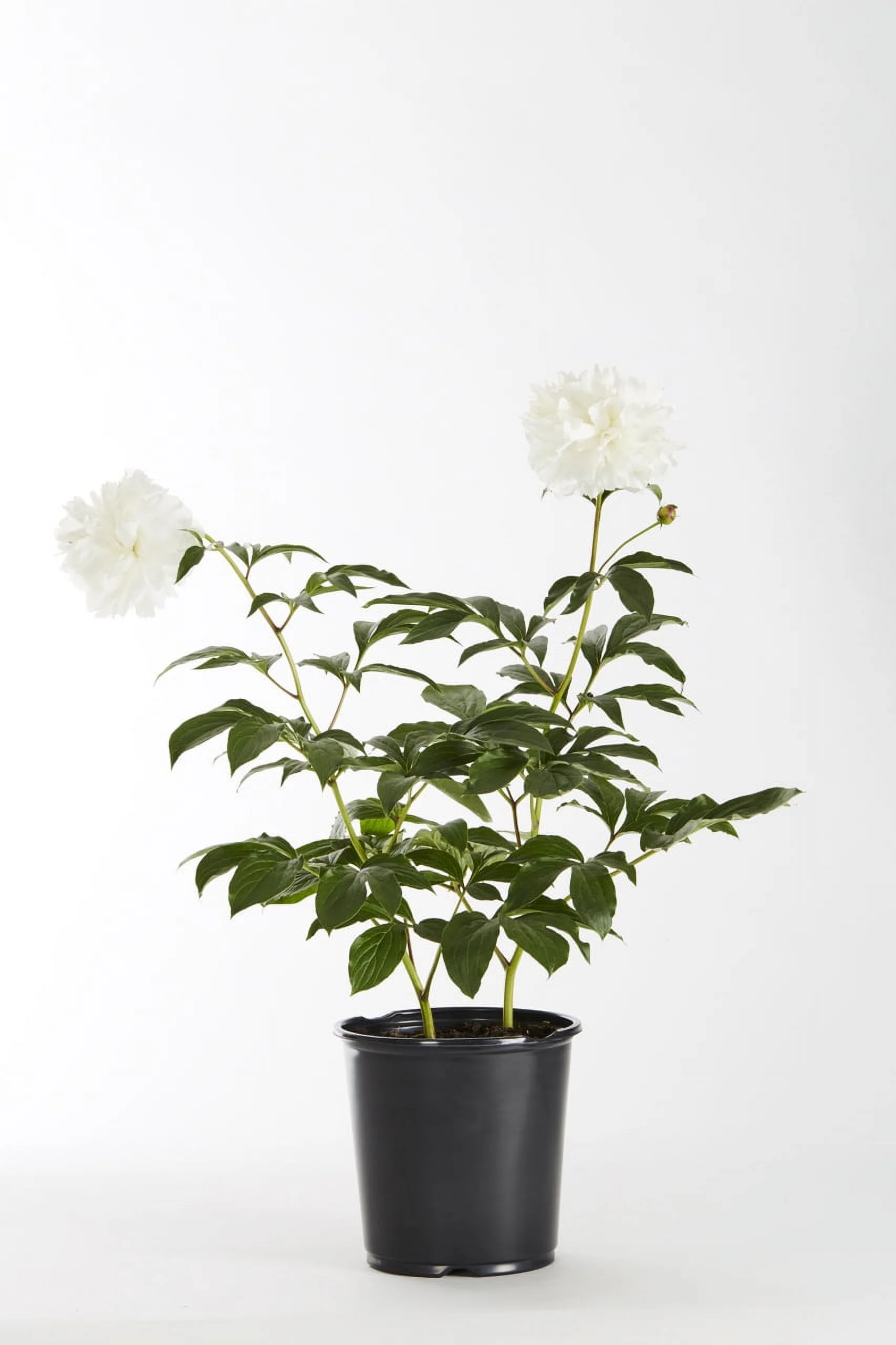 Expert Gardener 1G White Peony Live Plants with Grower Pots