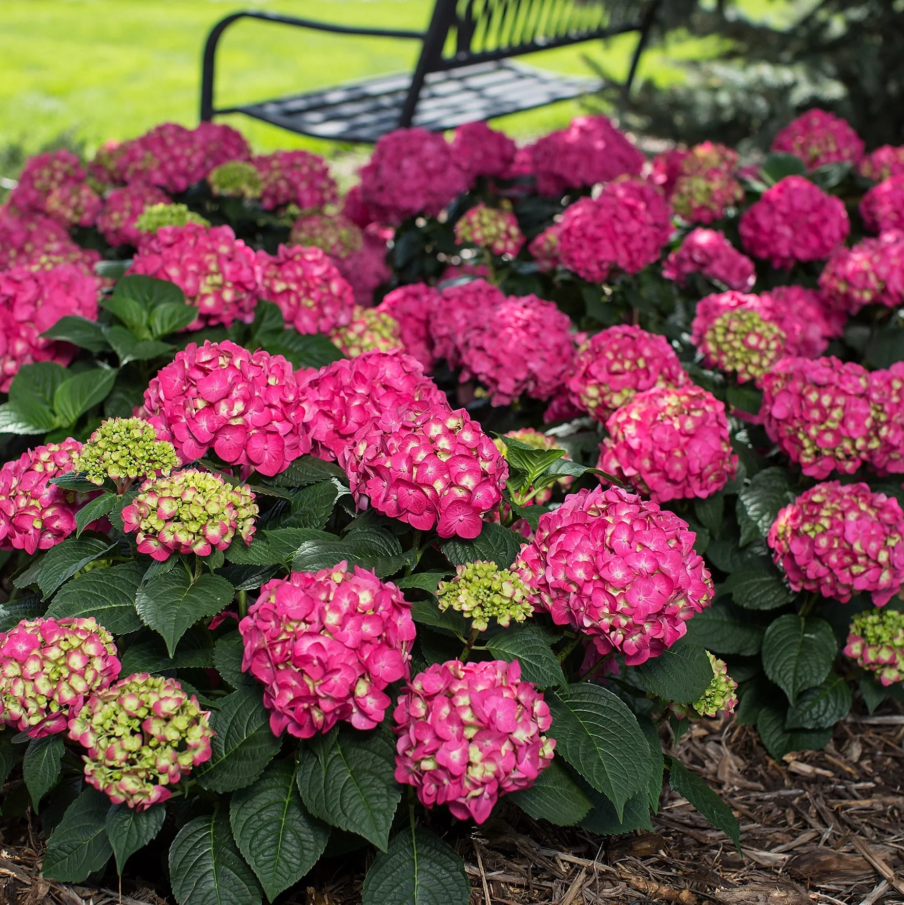 Summer Crush Endless Summer Hydrangea (3 Gal) Flowering Shrub - Part Sun Outdoor Plant