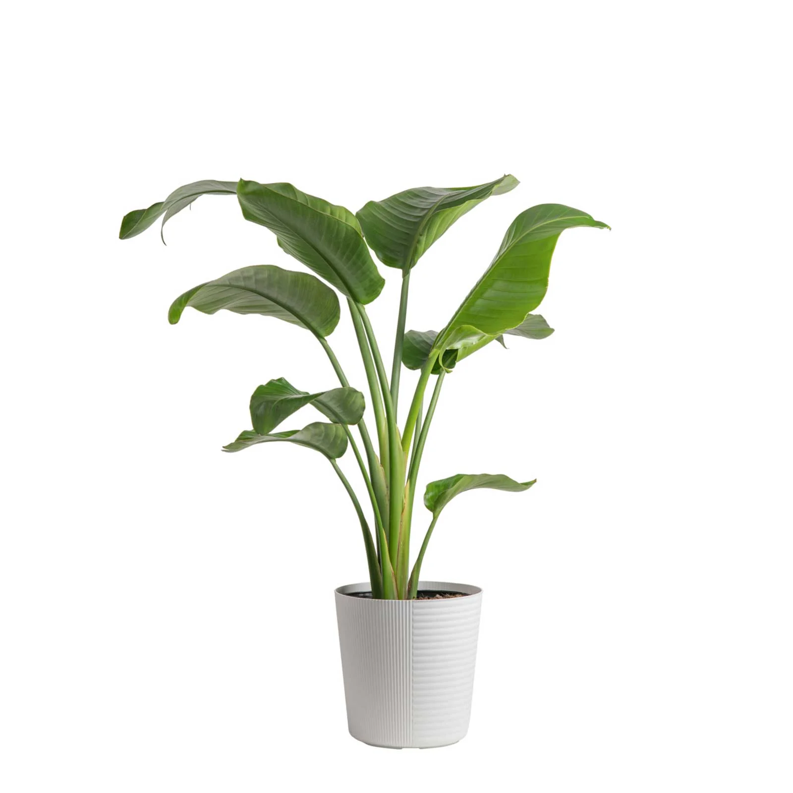 Costa Farms Live Indoor 24in. Tall White Bird of Paradise, Direct Sunlight Plant 9.25in. White Pot